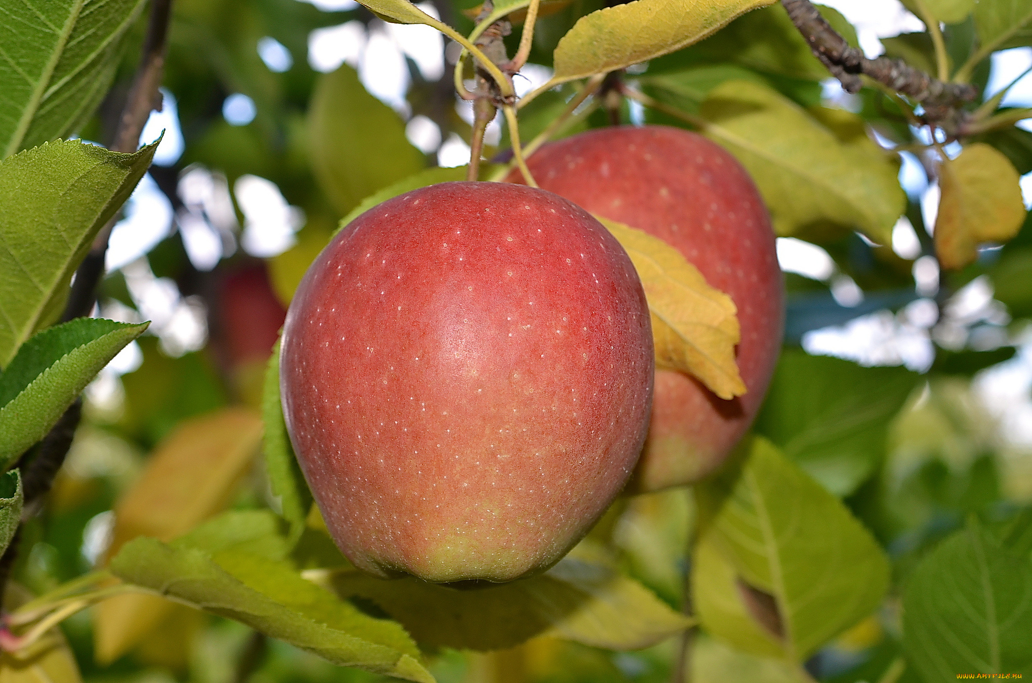 природа, плоды, яблоки