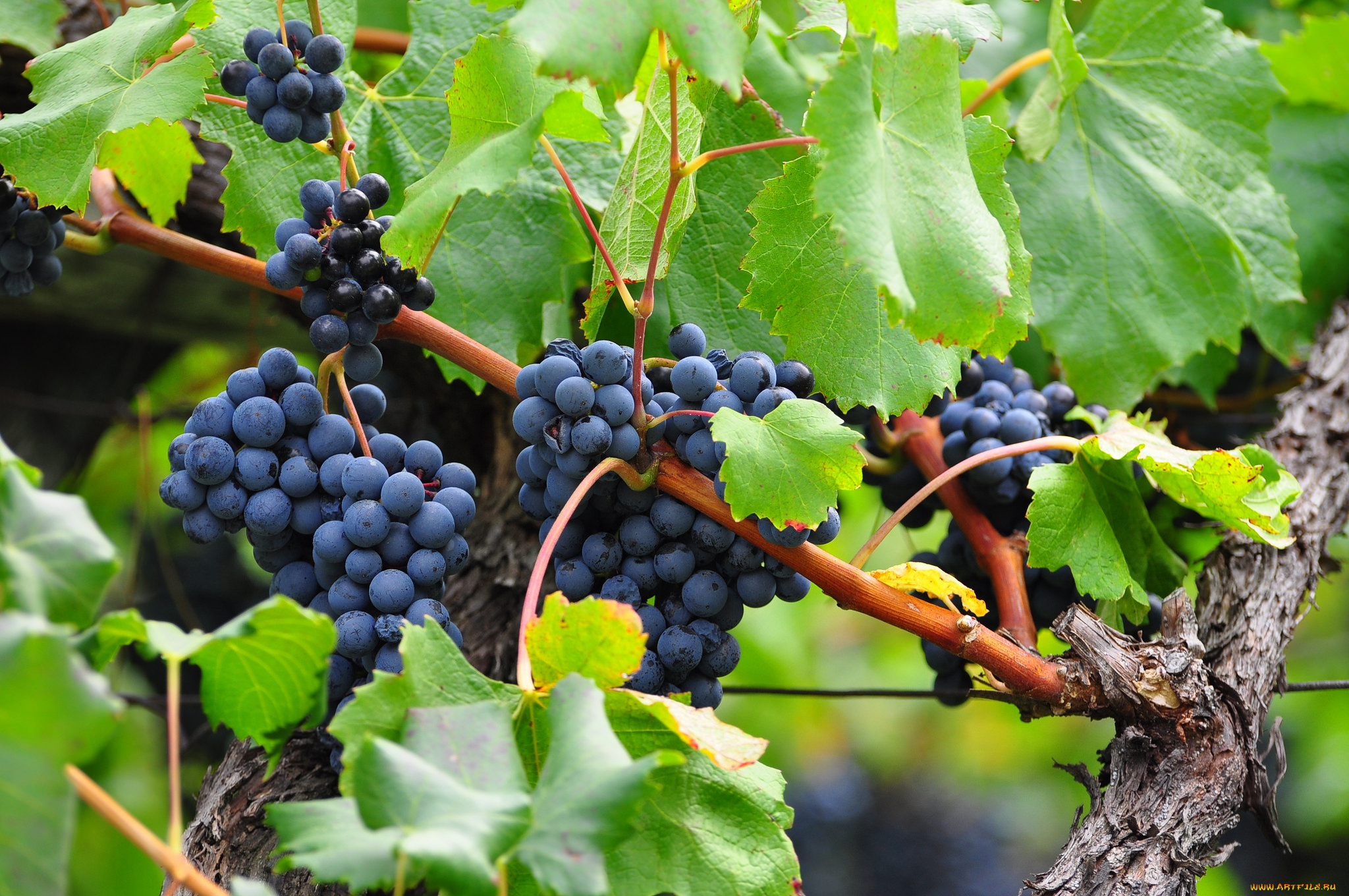 природа, Ягоды, , виноград, лоза