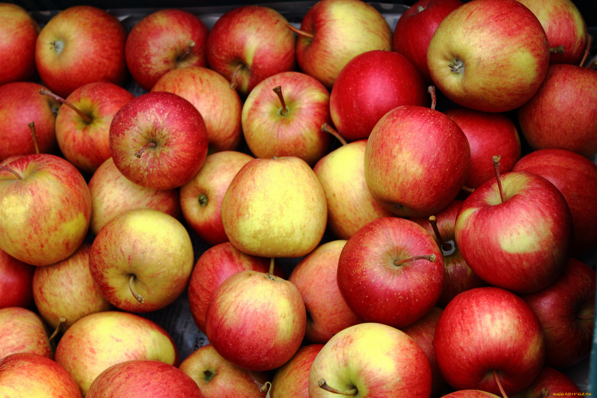 еда, Яблоки, плоды