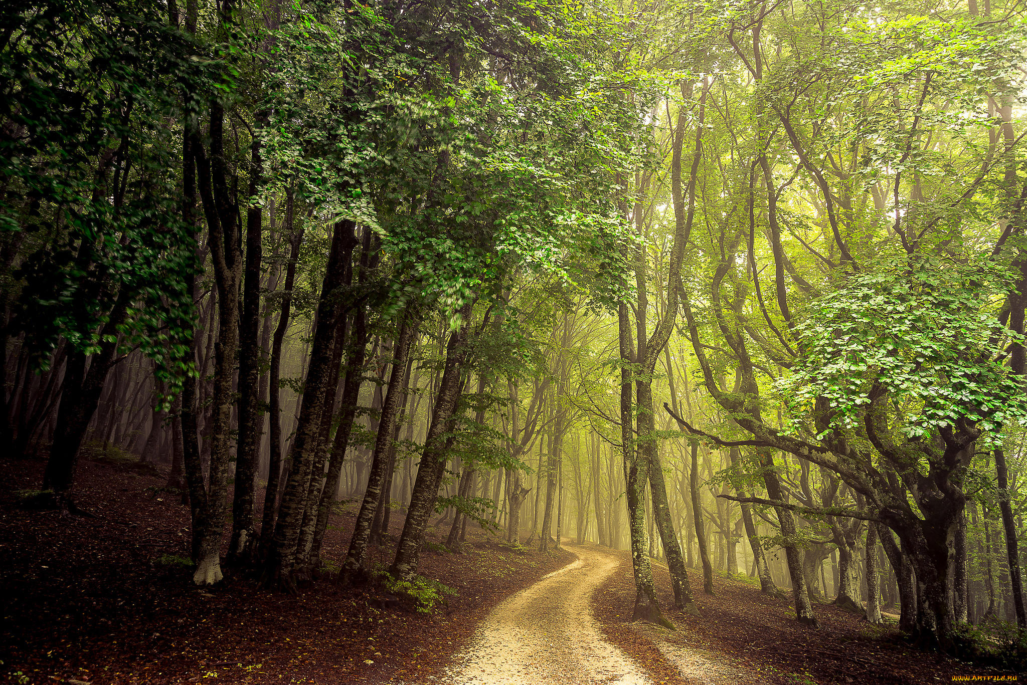 природа, дороги, дорога, деревья, лес, пейзаж