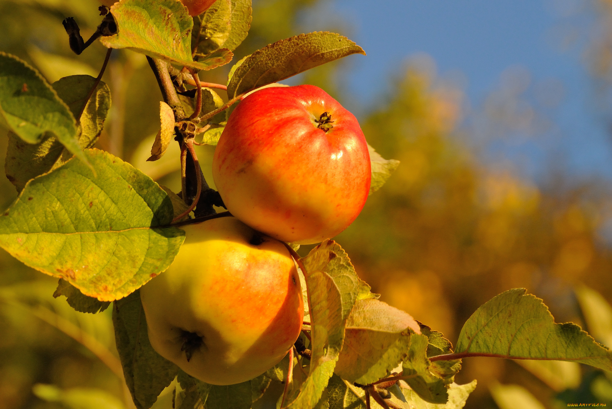 природа, плоды, яблоки