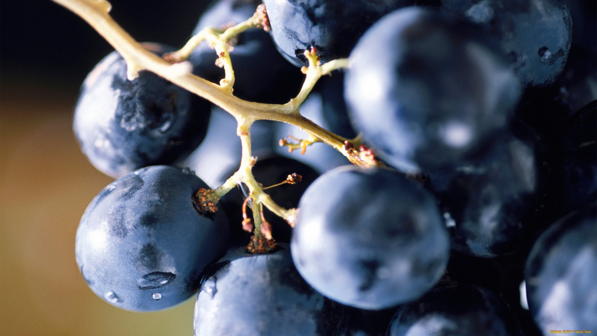 еда, виноград, макро, ягоды