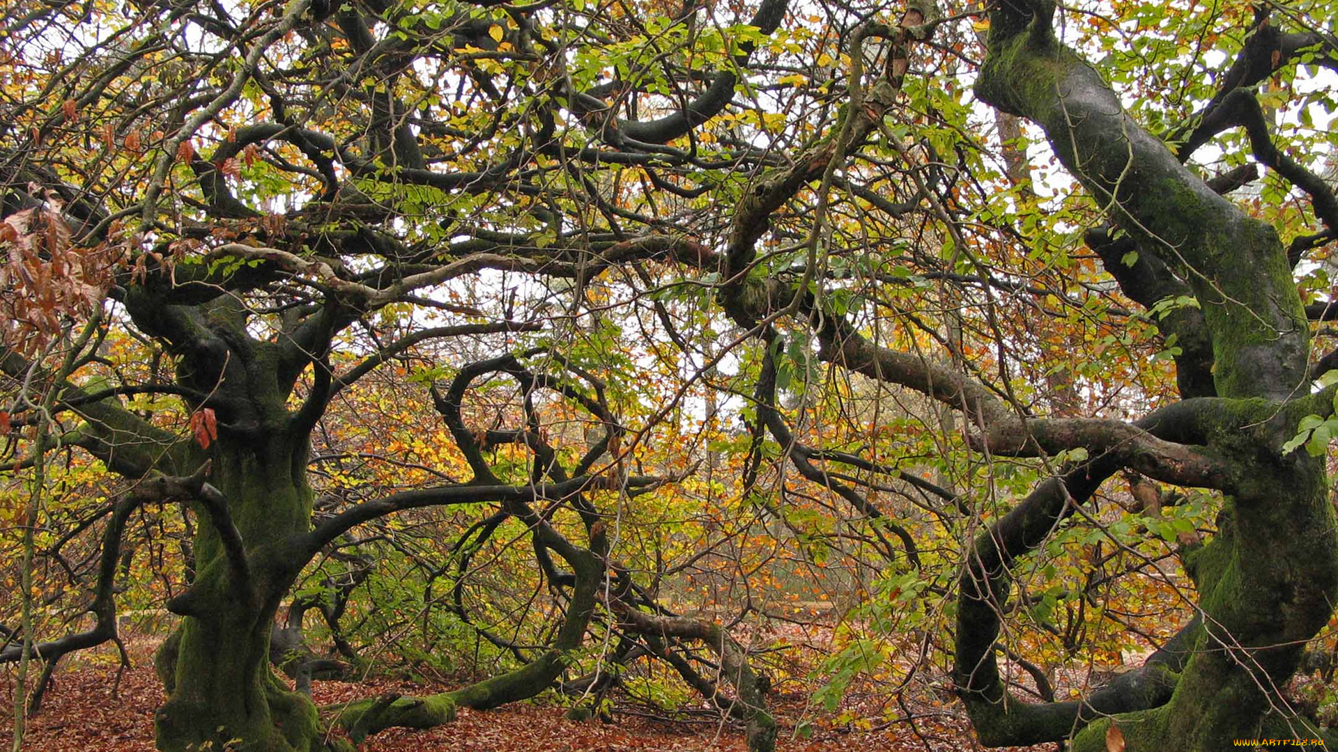 природа, деревья