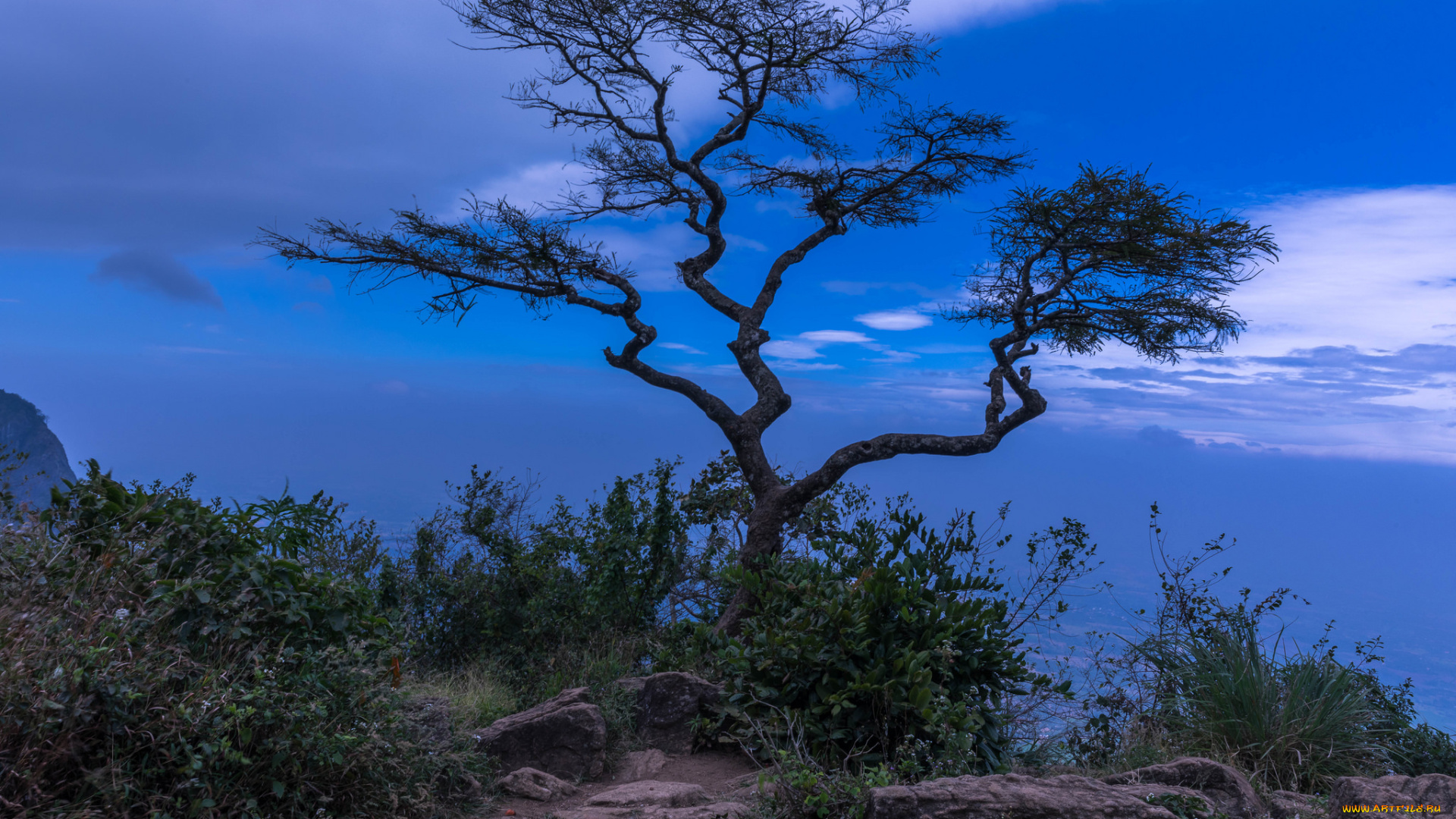 природа, деревья, простор