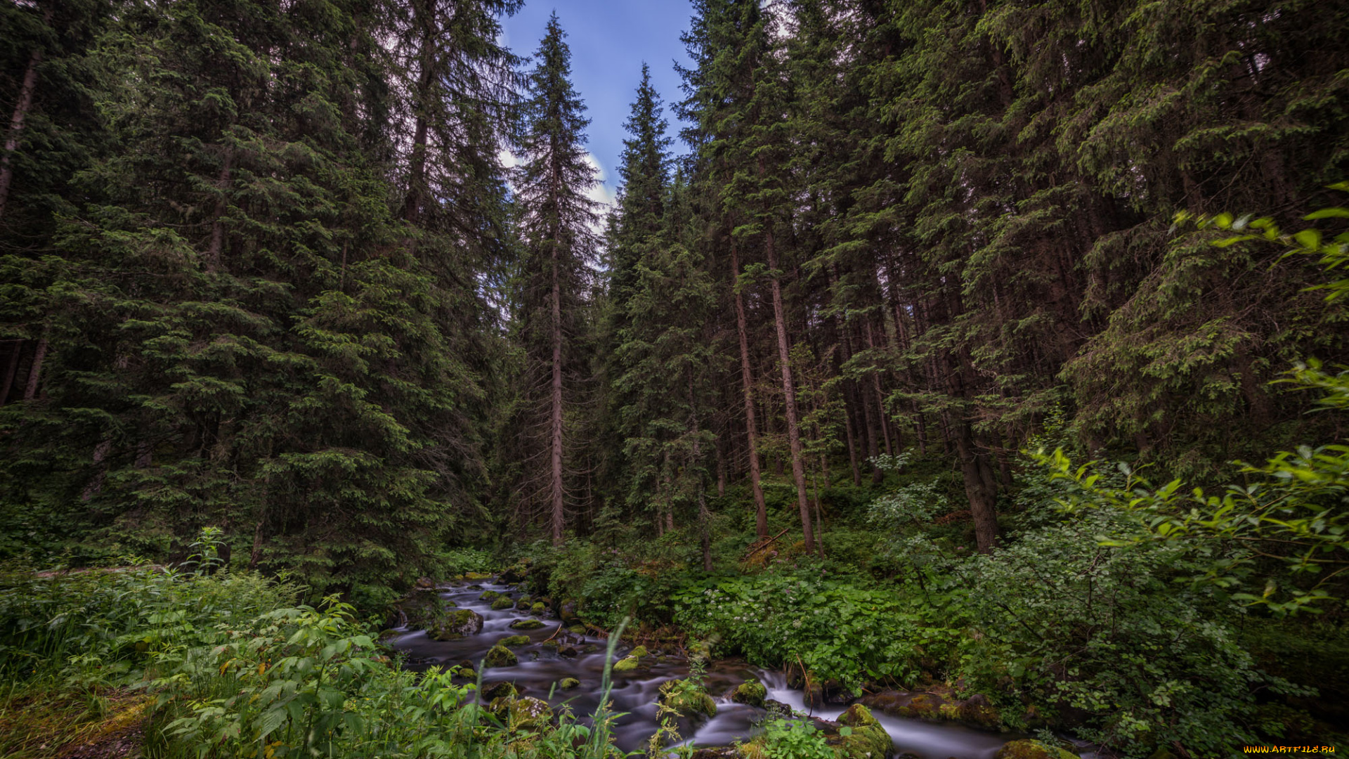 природа, лес, простор