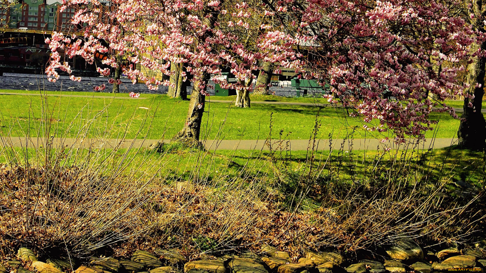 природа, реки, озера, камни, цветение, дерево, река