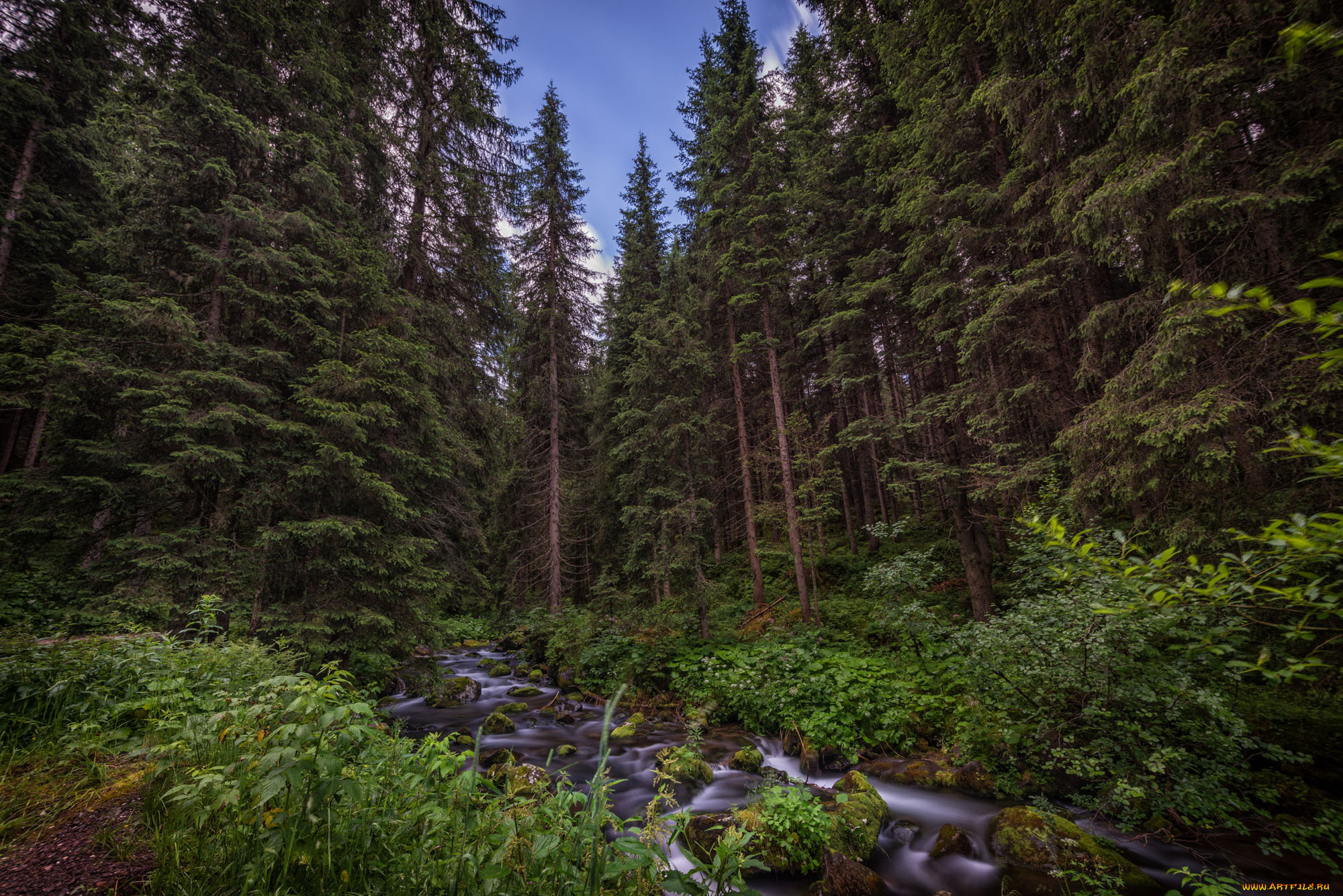 природа, лес, простор