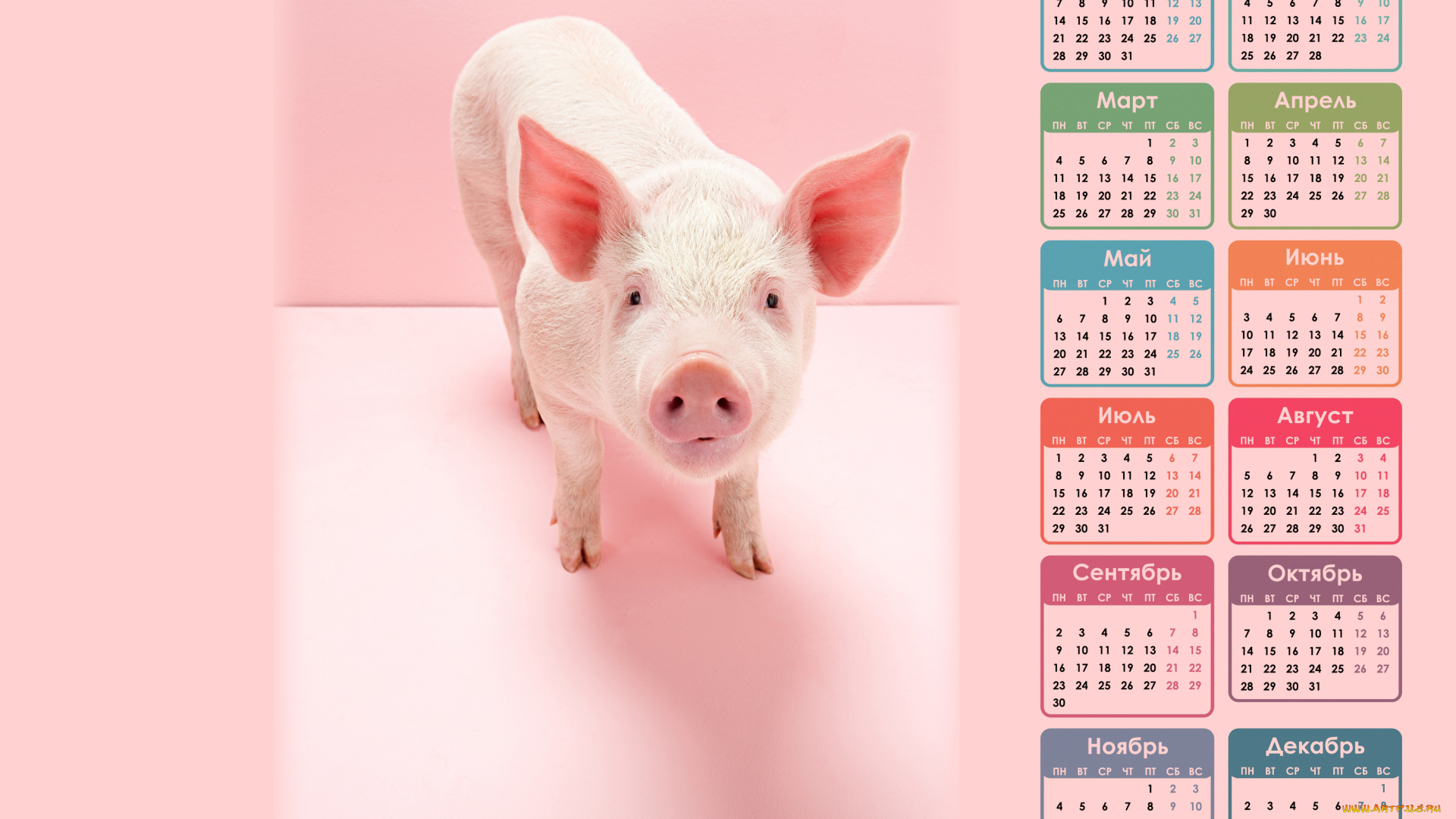 календари, животные, поросенок, свинья