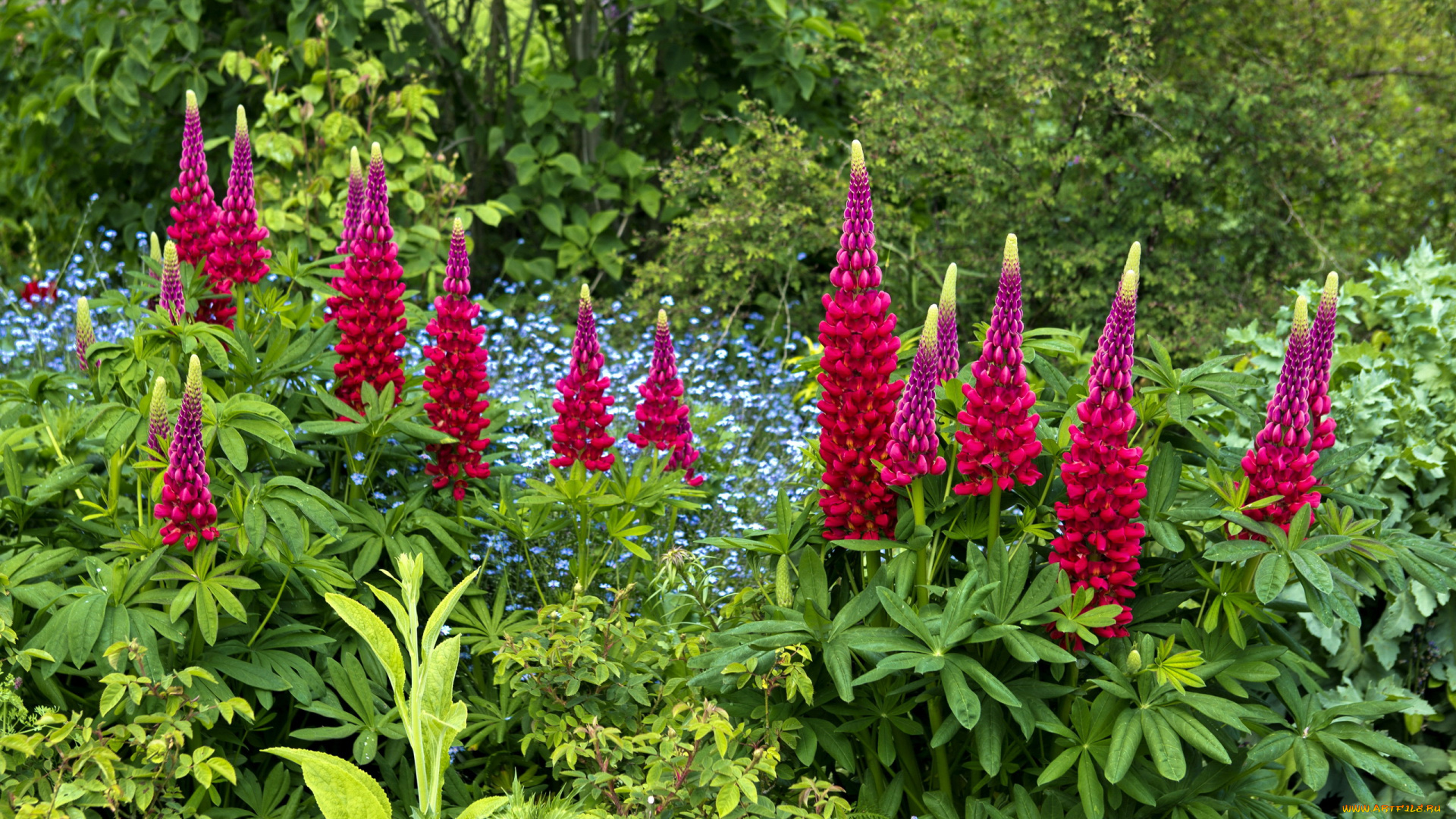 цветы, люпин, соцветие