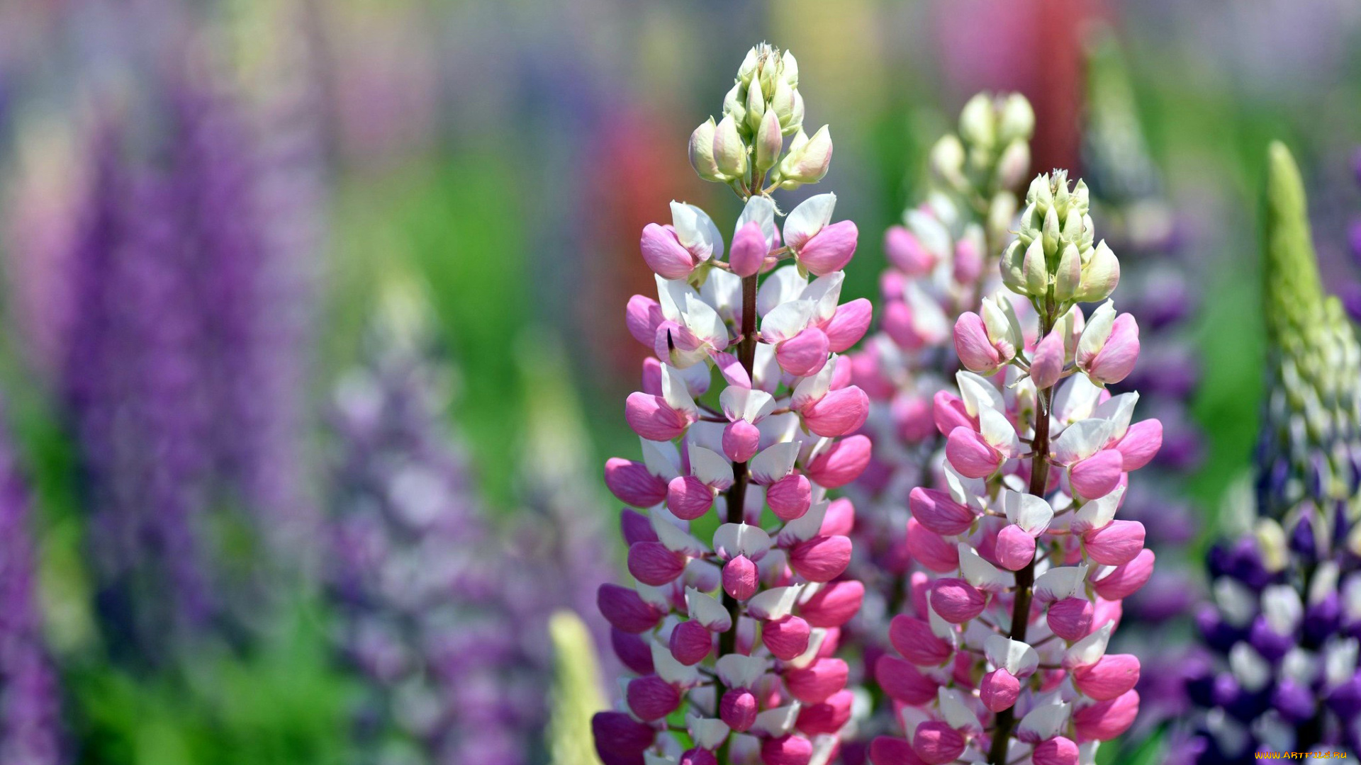 цветы, люпин, соцветие