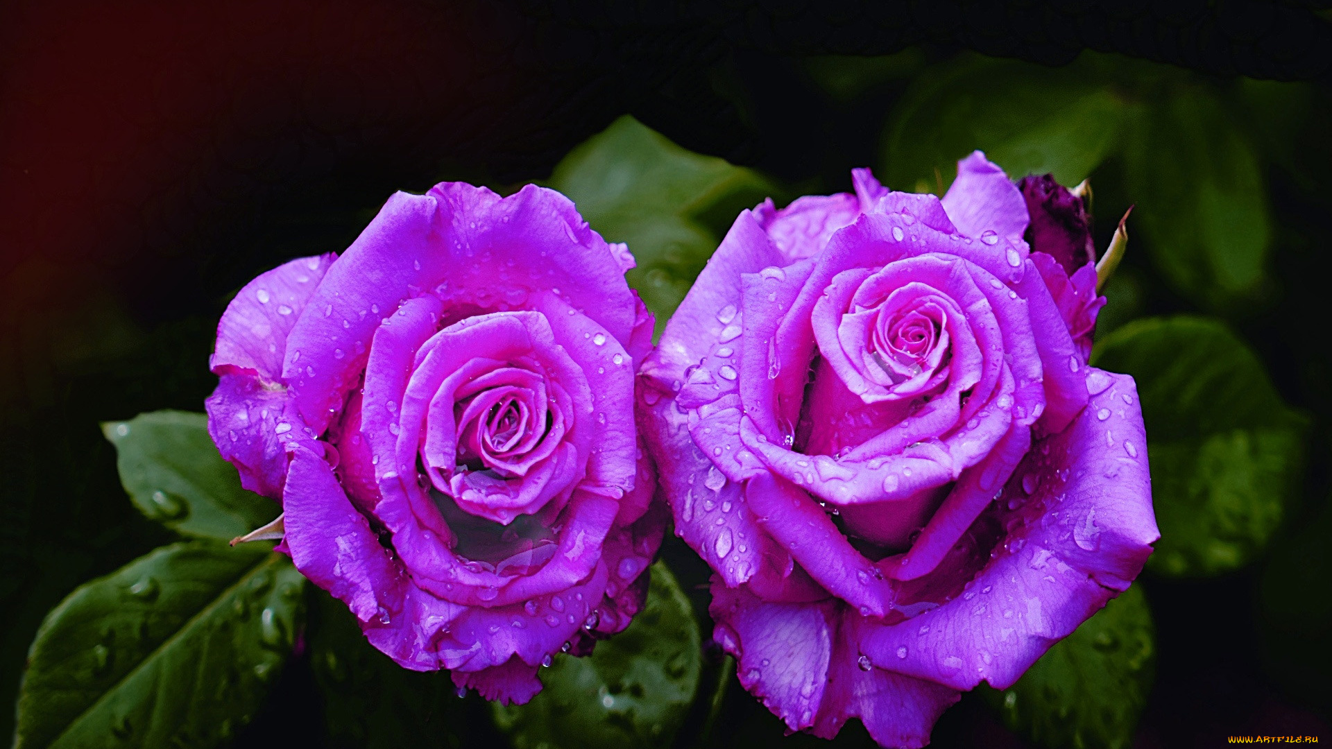 цветы, розы, дуэт