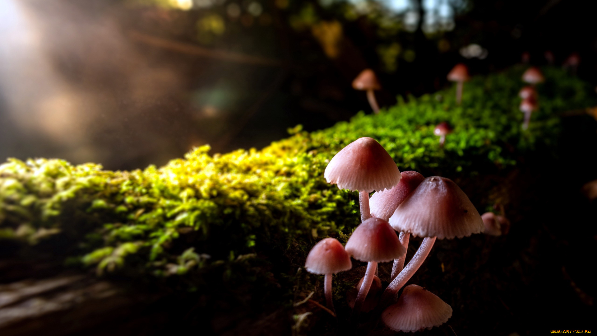 природа, грибы, грибная, семейка