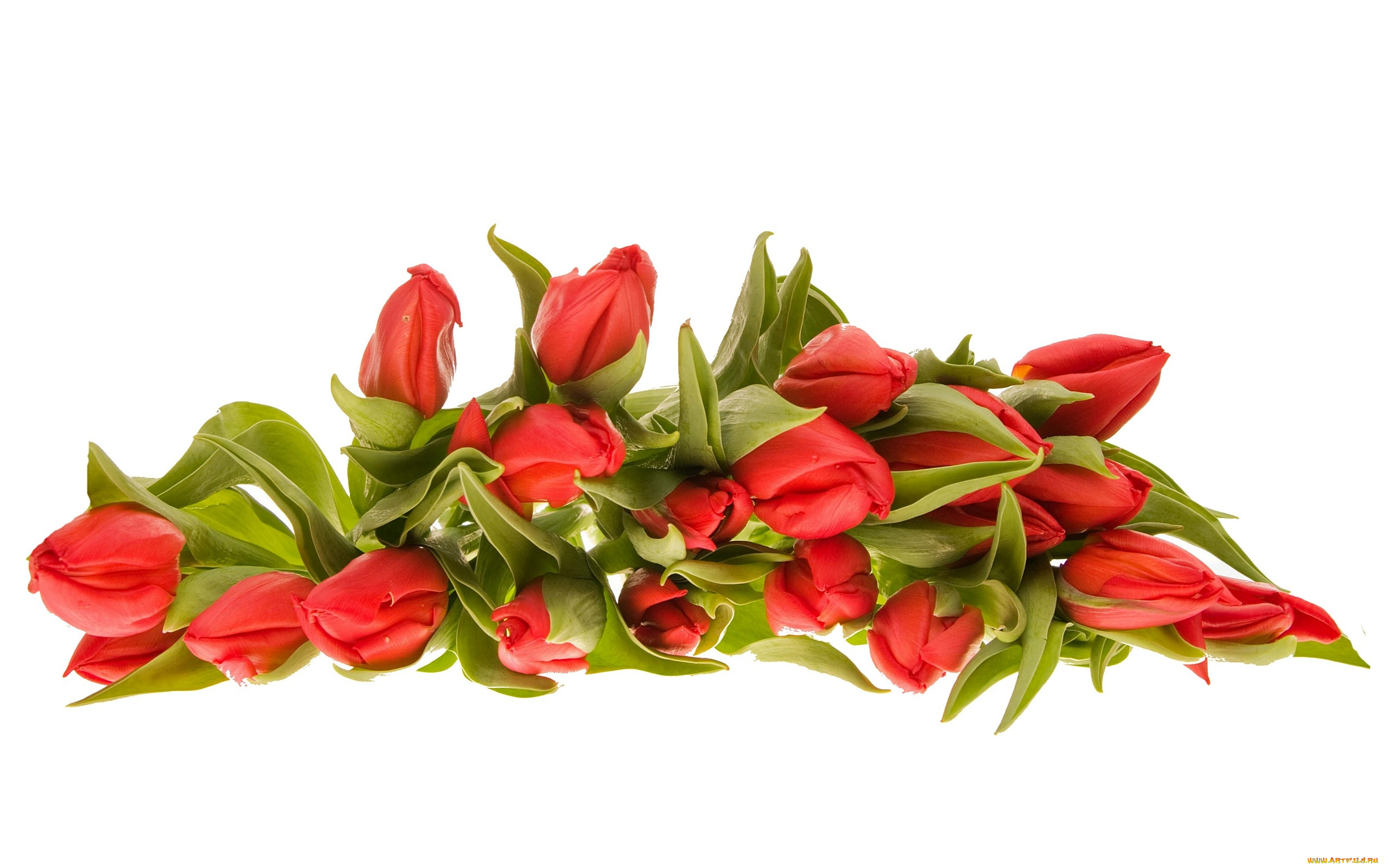 цветы, тюльпаны