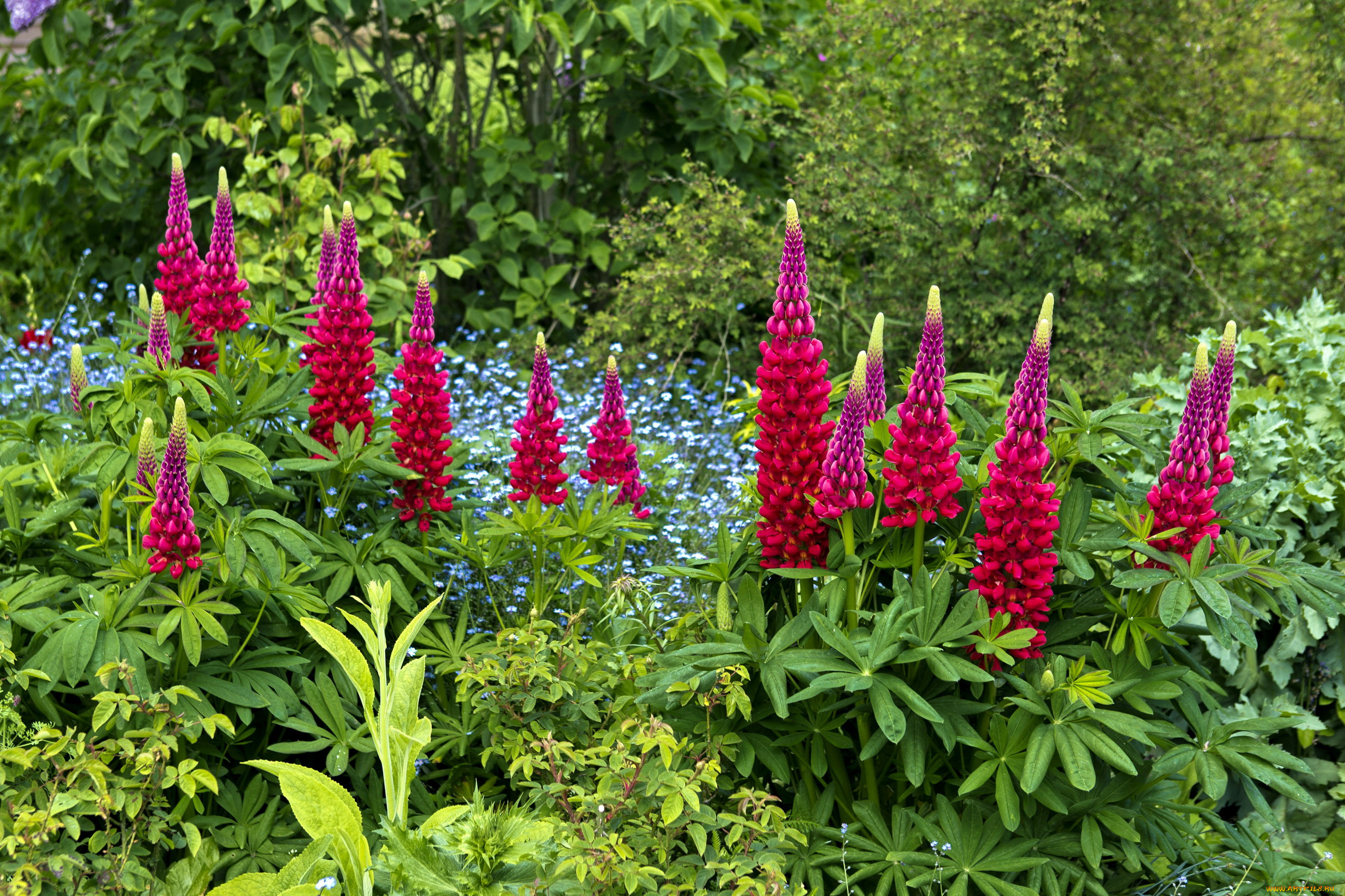 цветы, люпин, соцветие