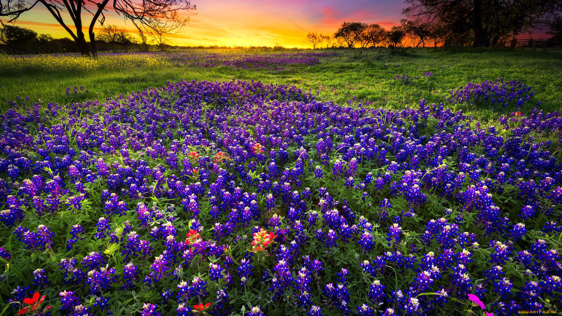 природа, луга, закат, луг, цветы