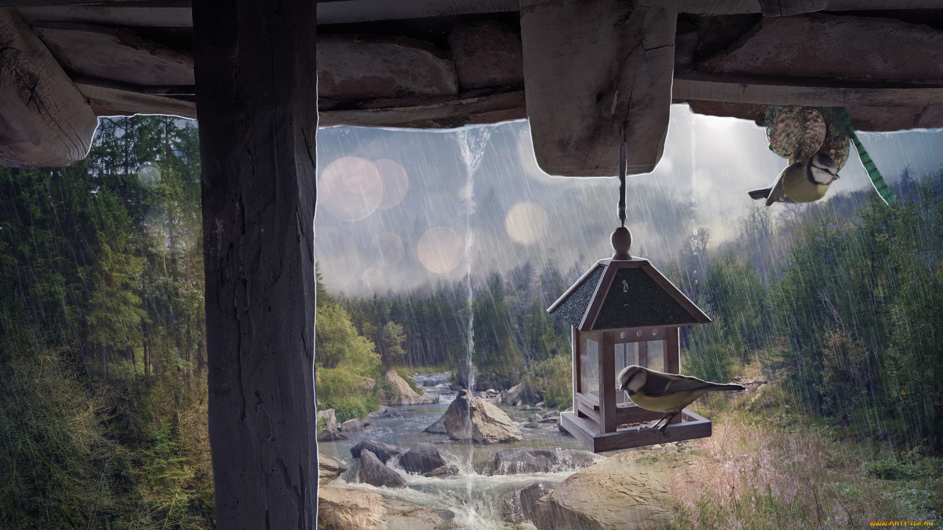 рисованное, животные, , птицы, крыльцо, фон, птичка, природа