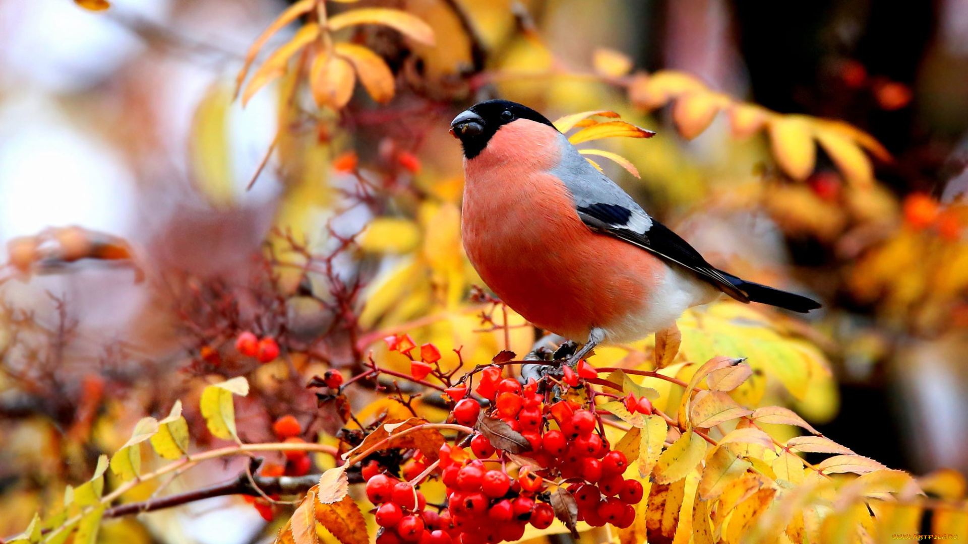 животные, снегири, осень, ветки, ягоды, дерево, птица, листва, плоды, снегирь, рябина, трапеза