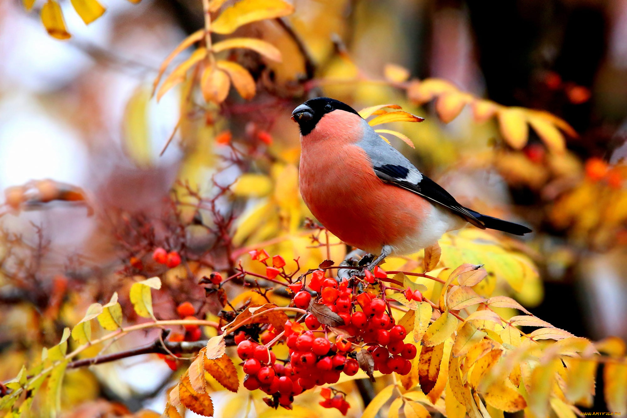 животные, снегири, осень, ветки, ягоды, дерево, птица, листва, плоды, снегирь, рябина, трапеза
