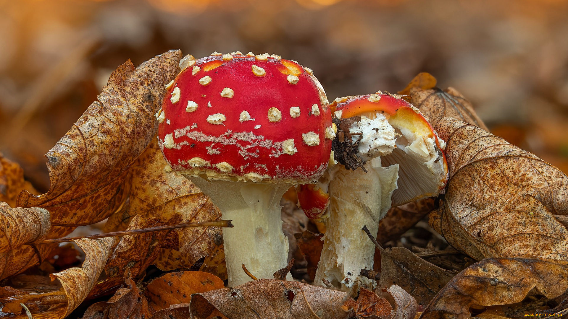 природа, грибы, , мухомор, осень, листья, гриб, мухомор