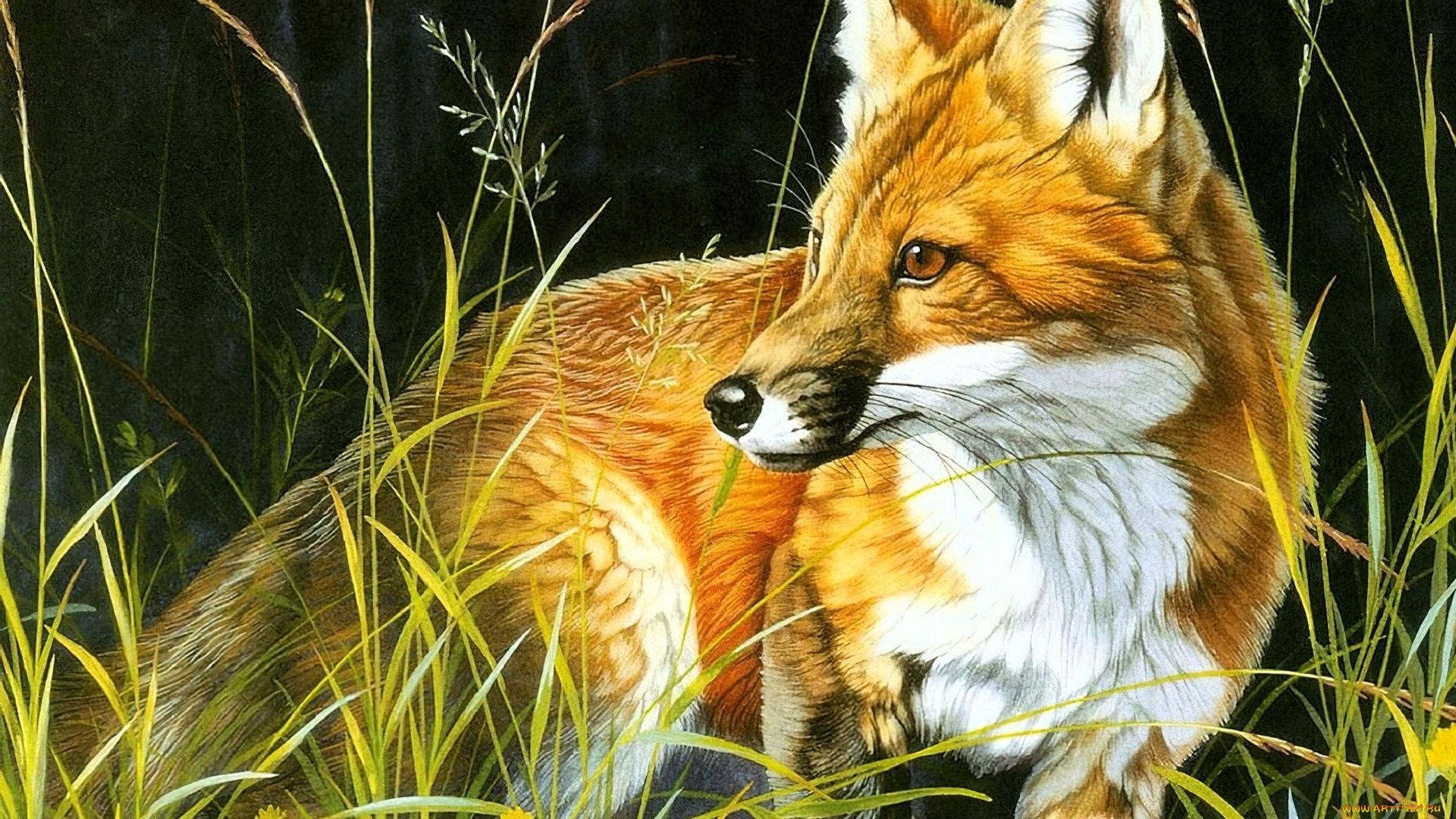 рисованное, животные, , лисы, лиса, трава