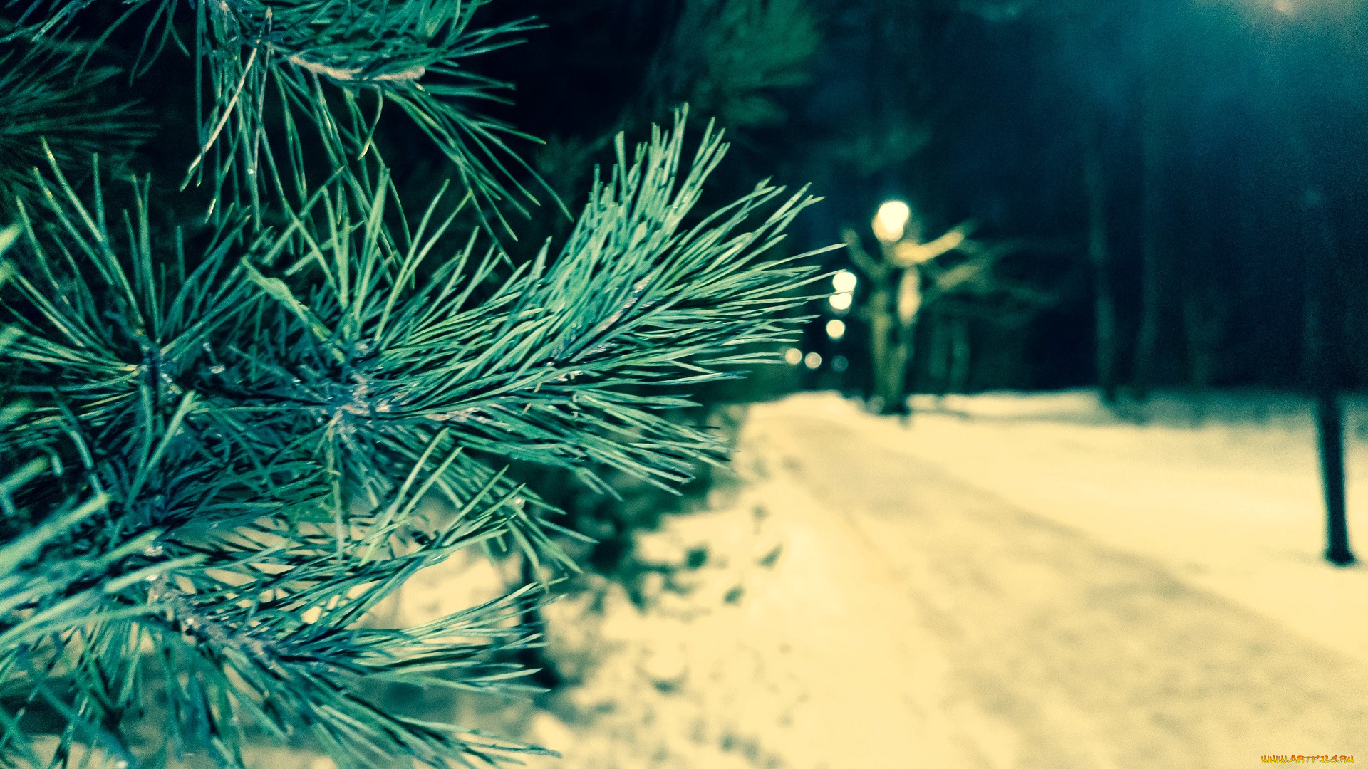 природа, деревья, ёлка, парк, снег, дорожка, фонарь