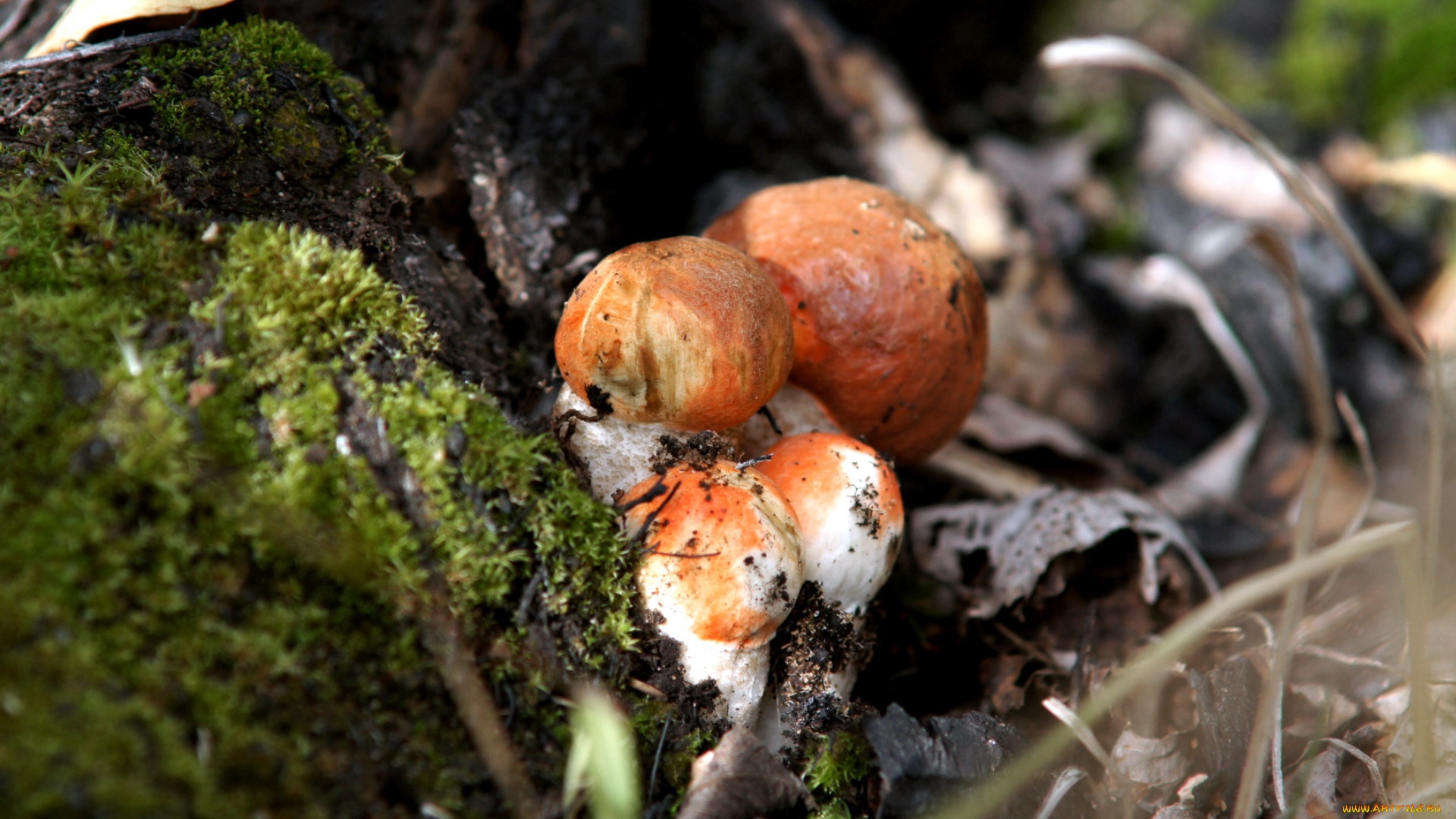 природа, грибы, грибная, семейка