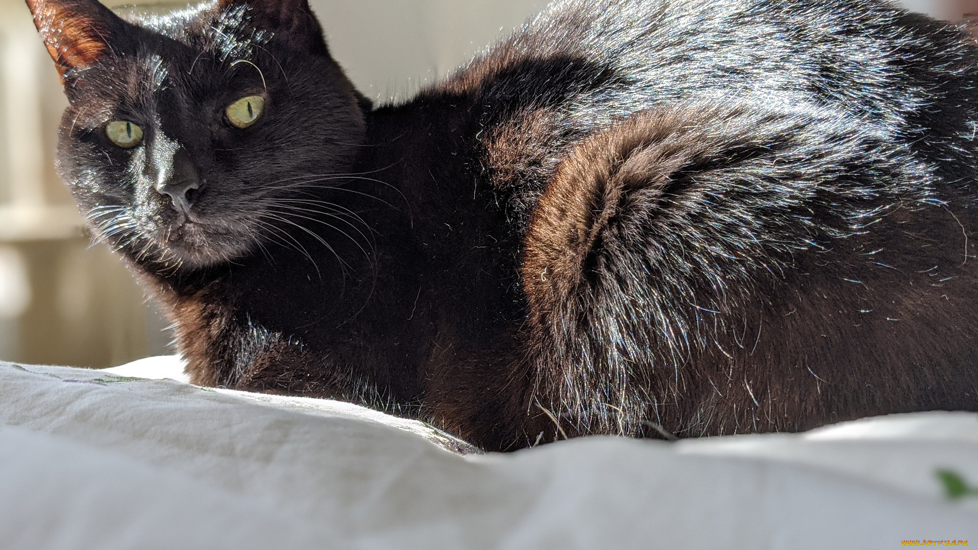 животные, коты, кот, кошка