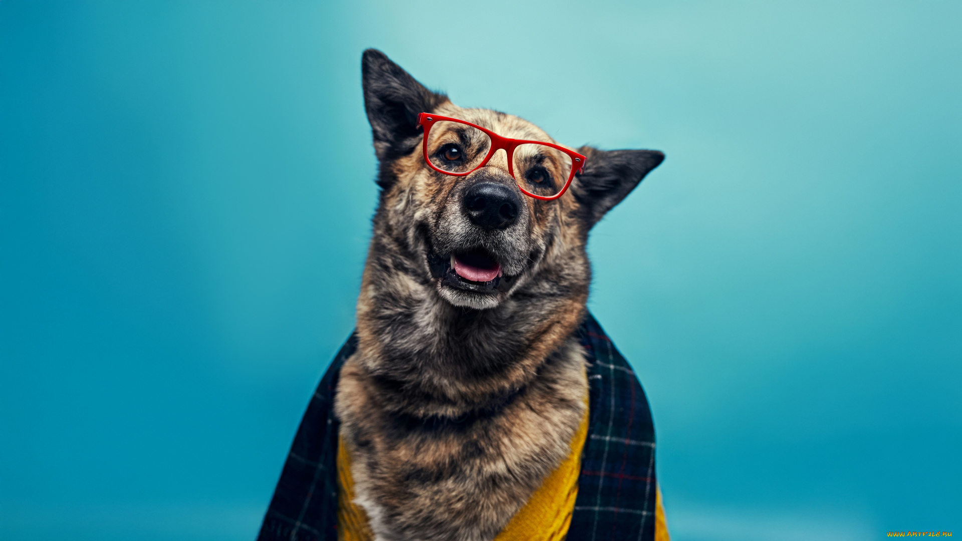 животные, собаки, щеголеватая, собака, oдетая, для, успеха, немецкая, овчарка