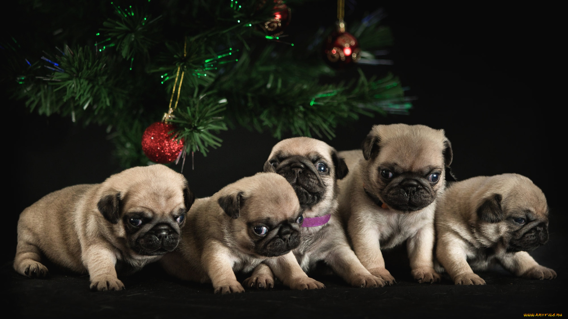 животные, собаки, щенки