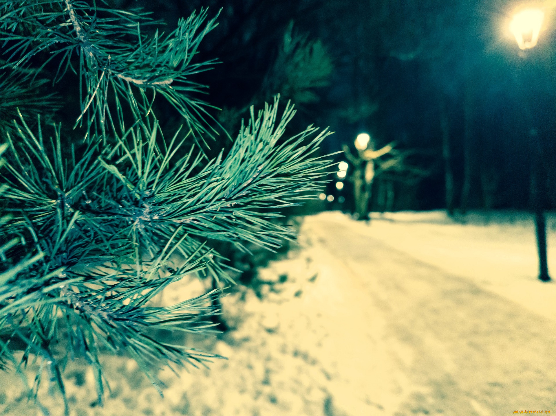 природа, деревья, ёлка, парк, снег, дорожка, фонарь
