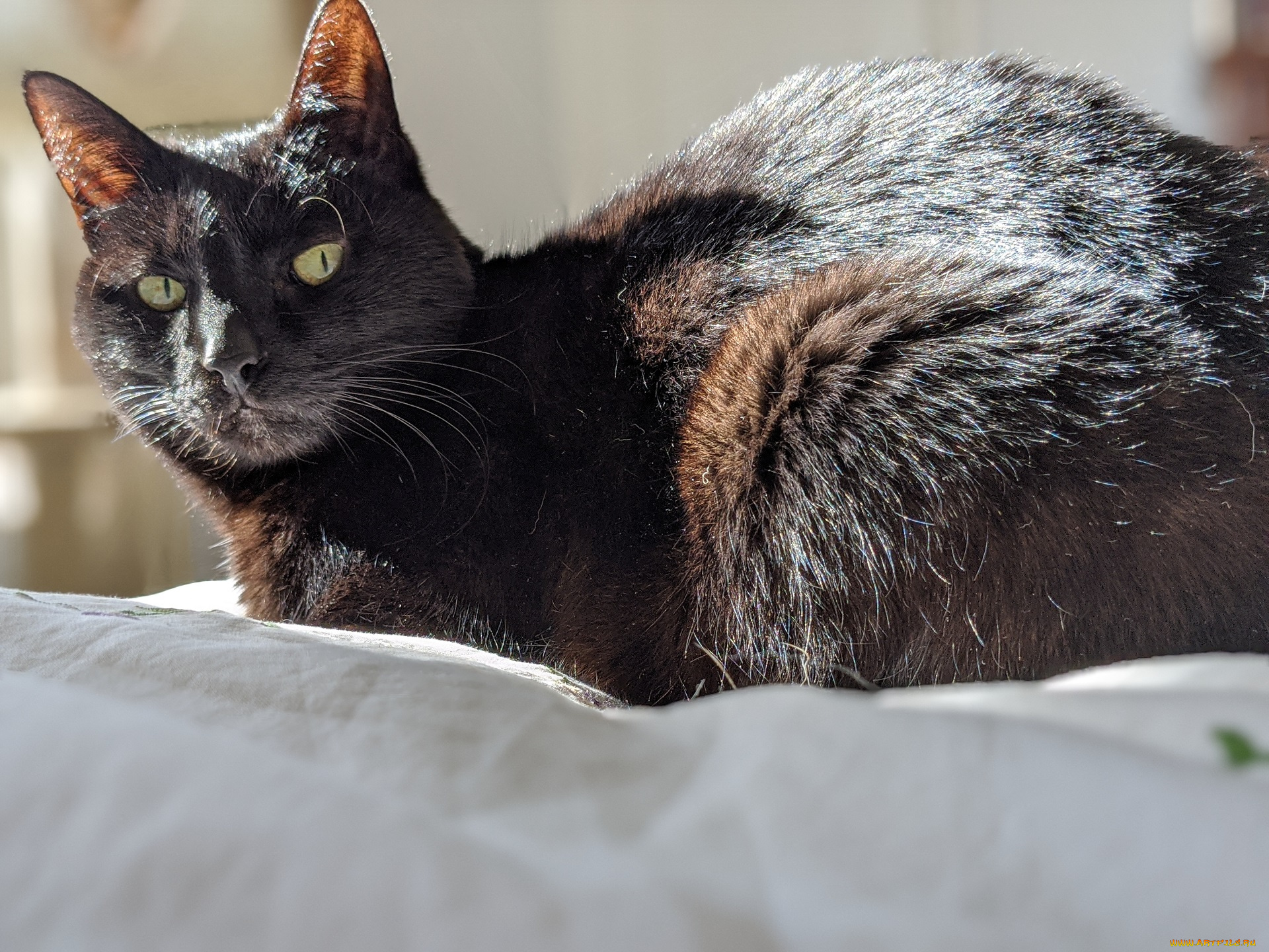 животные, коты, кот, кошка