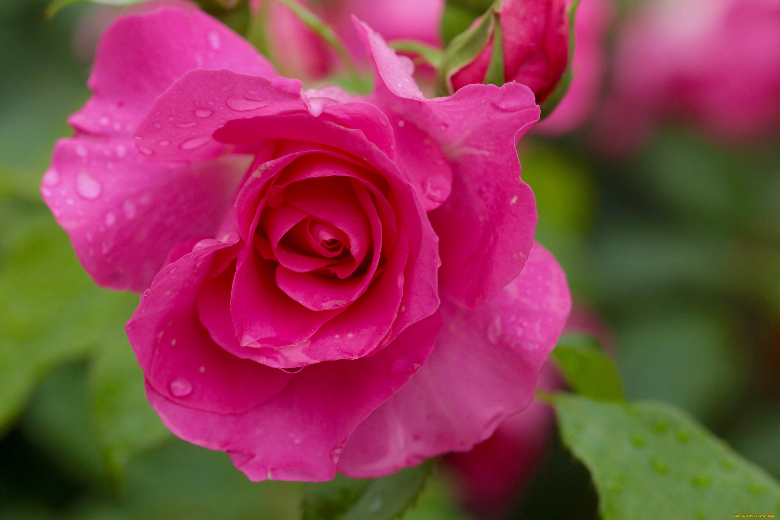 цветы, розы, розовая, роза