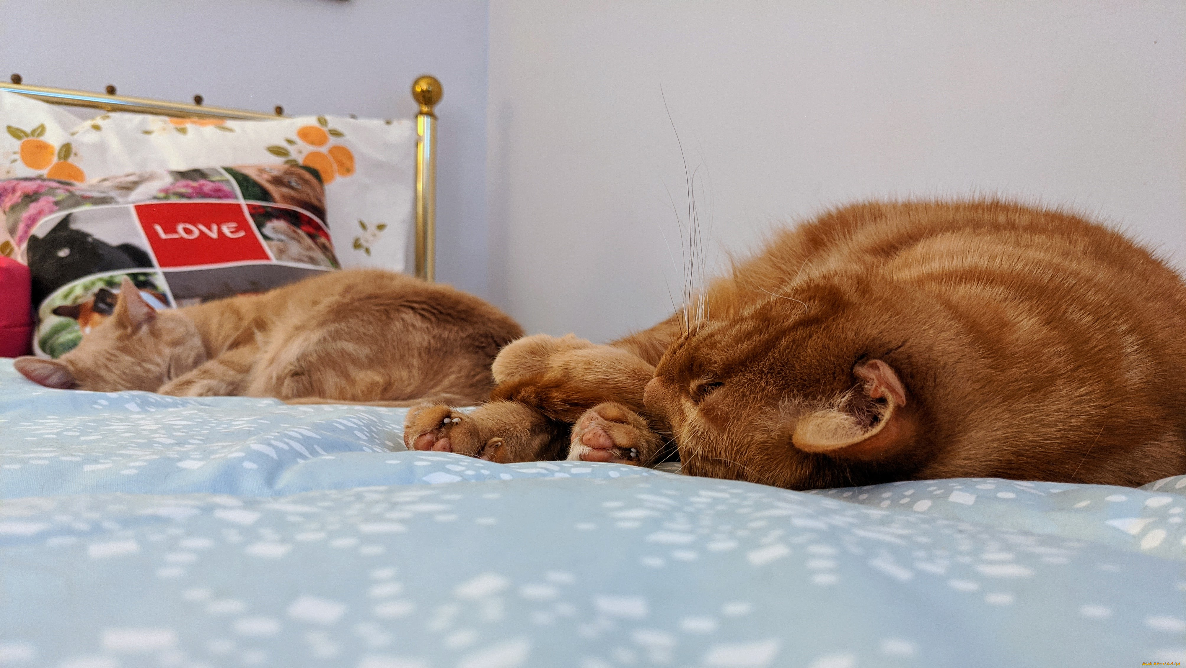 животные, коты, кот, кошка