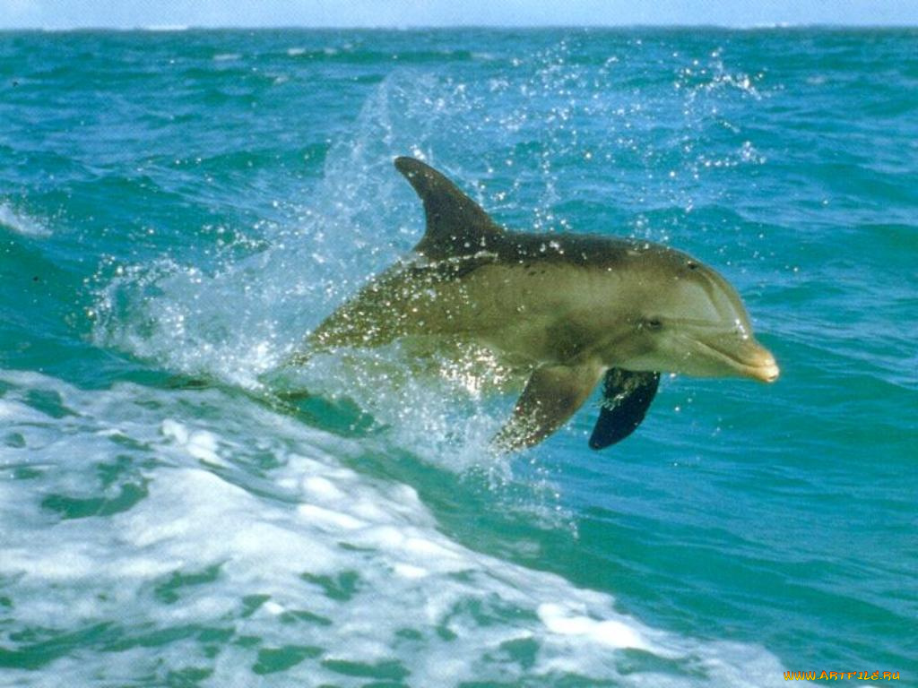 животные, дельфины
