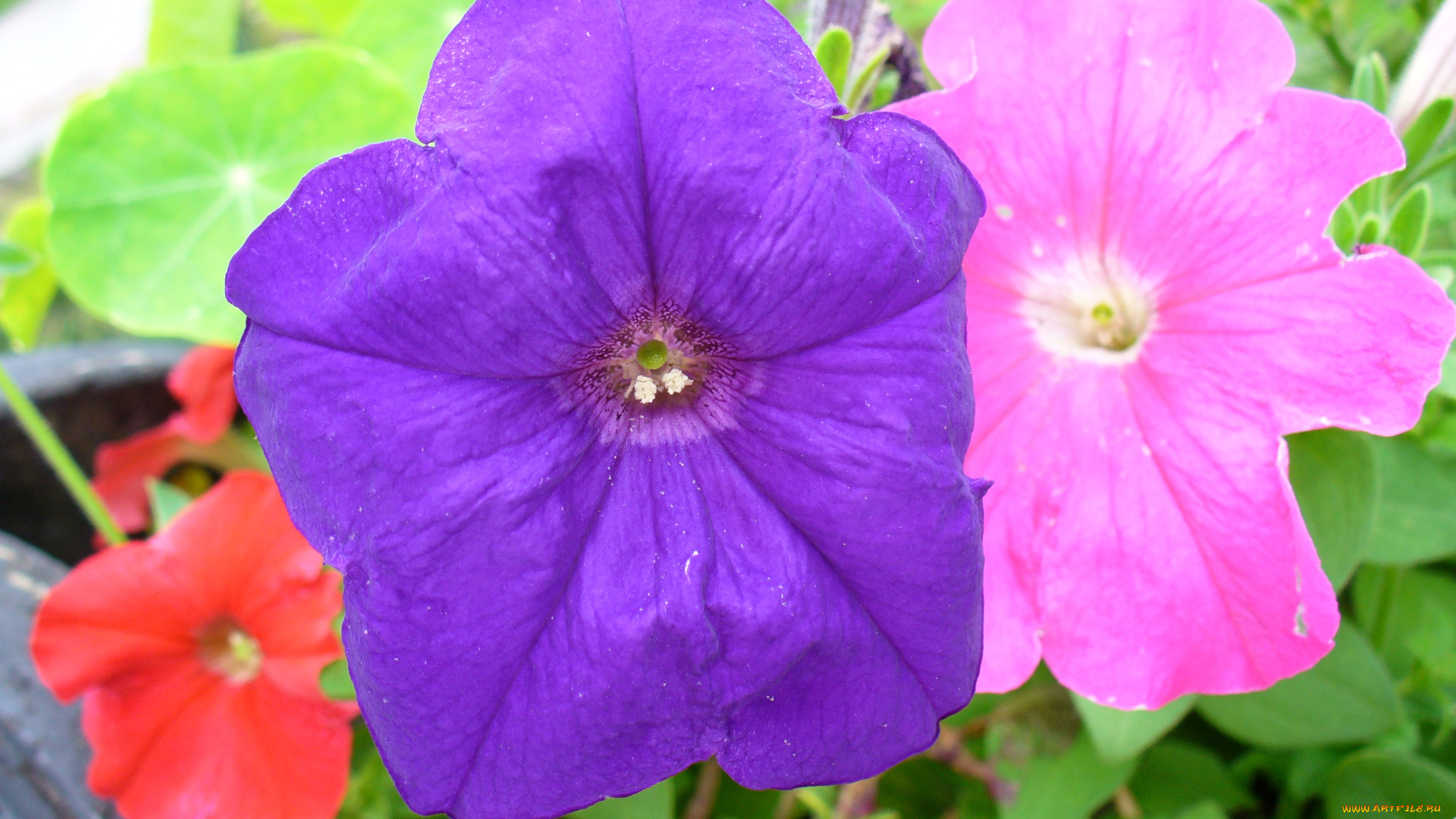 цветы, мальвы