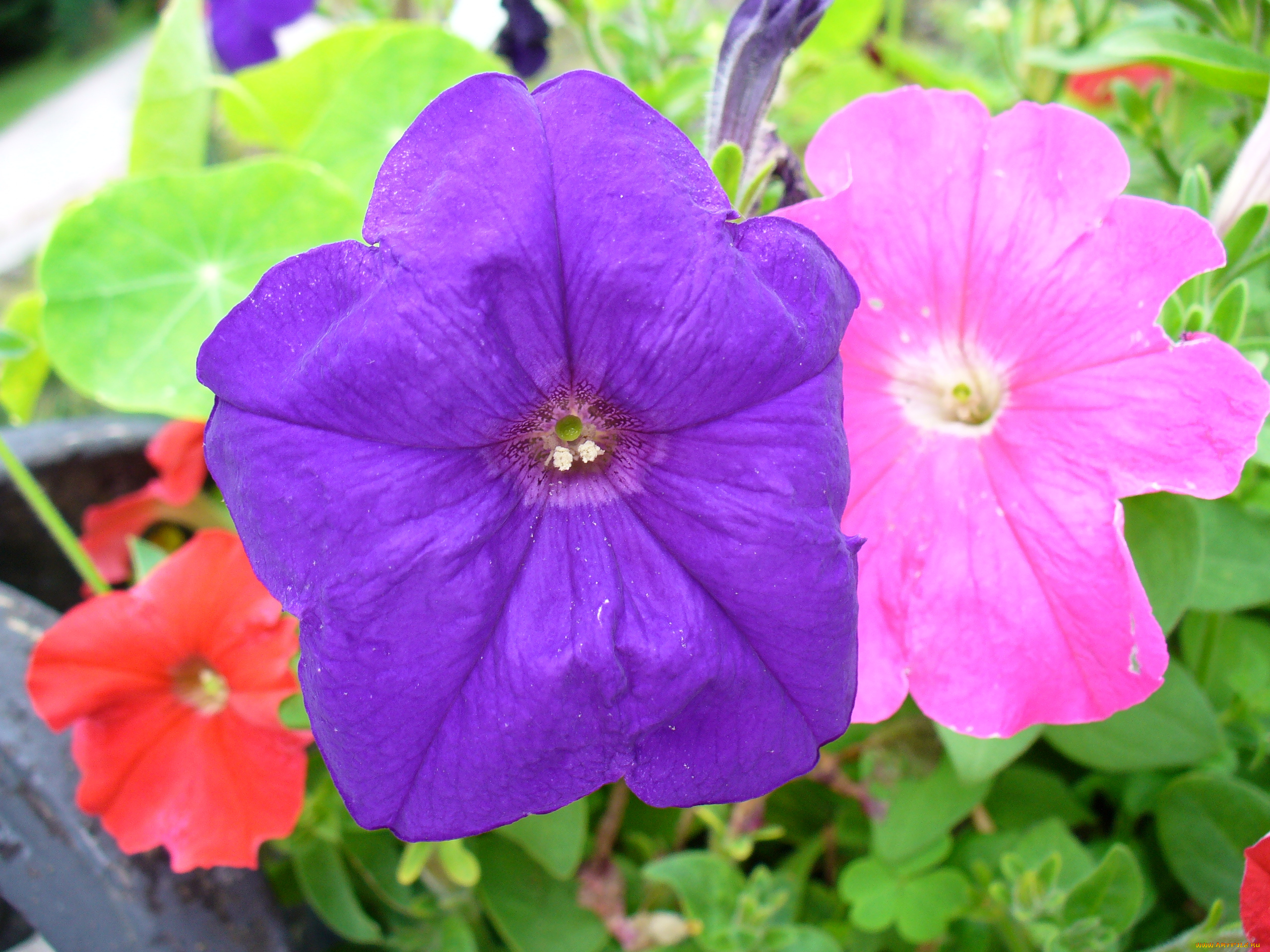 цветы, мальвы