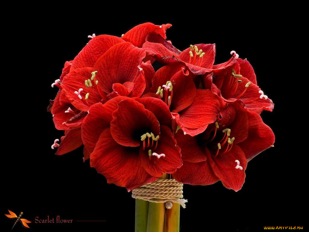 цветы, амариллисы, гиппеаструмы