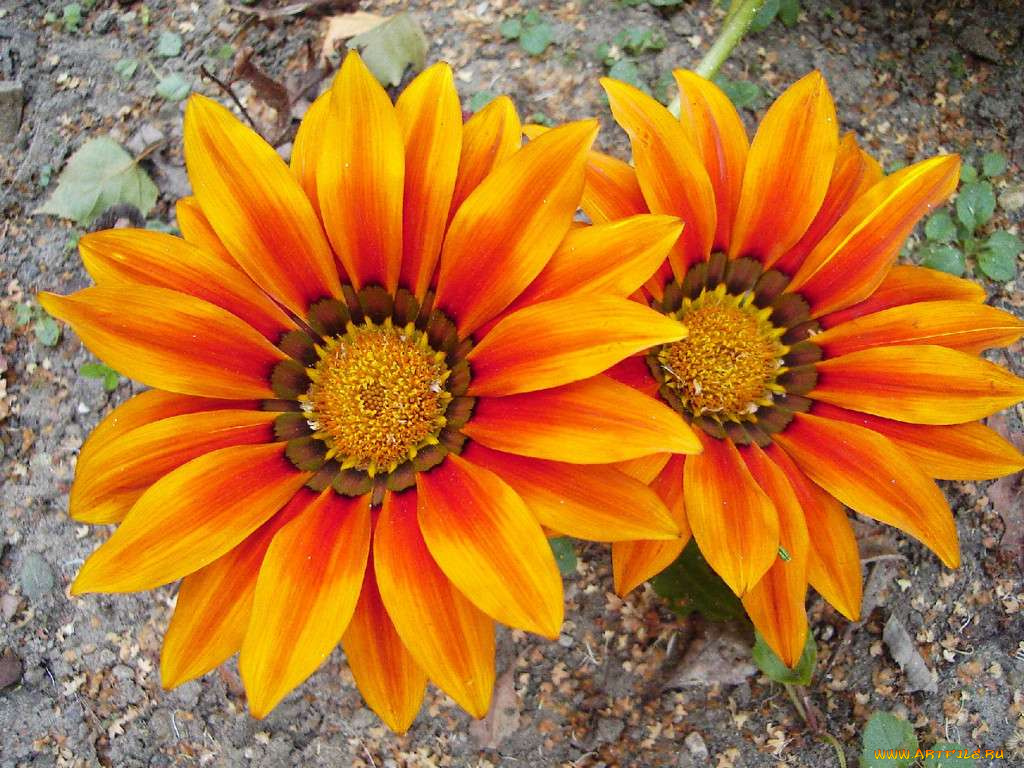 цветы, газания