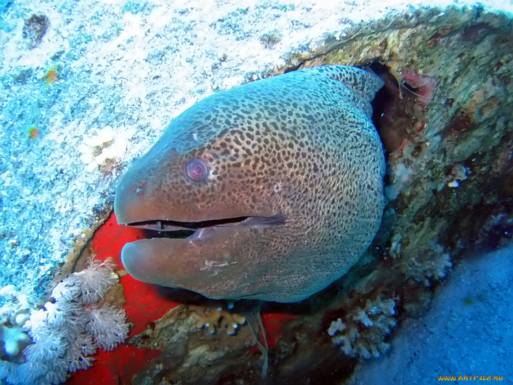maya, синайский, диаген, животные, мурены