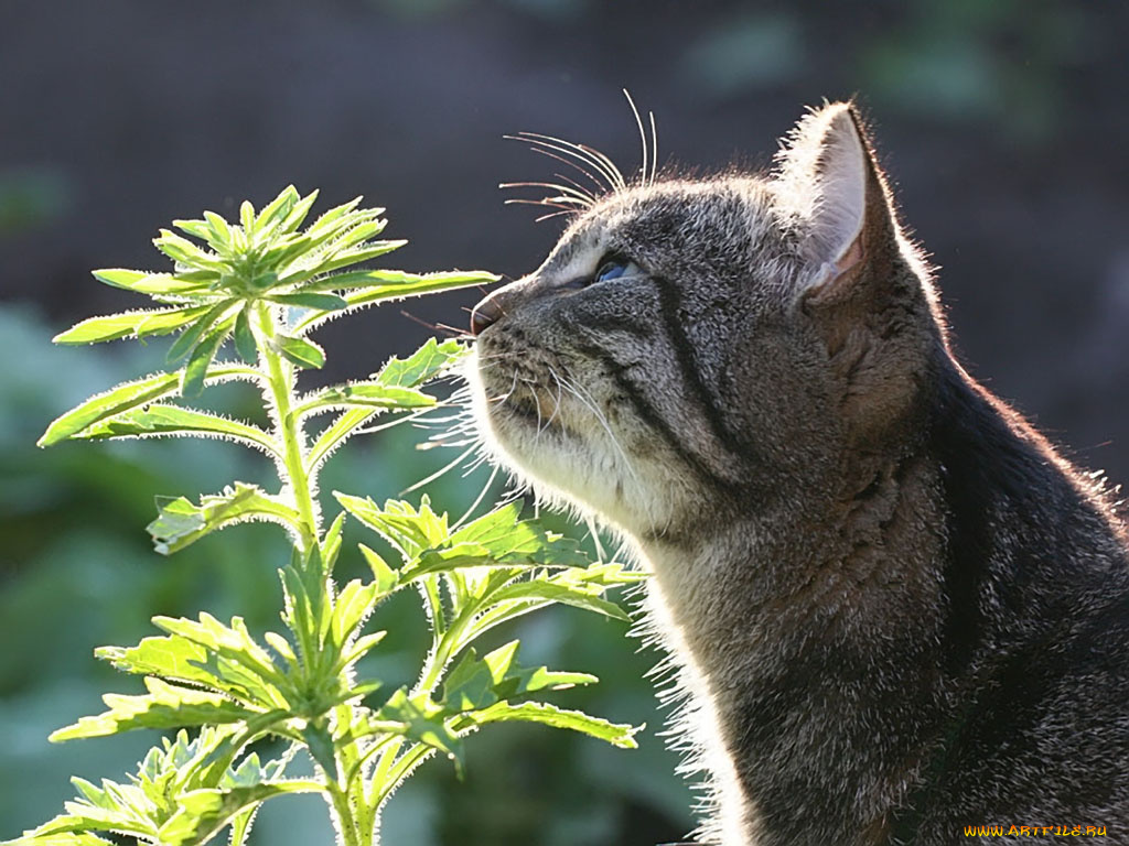 sever47, новые, запахи, животные, коты