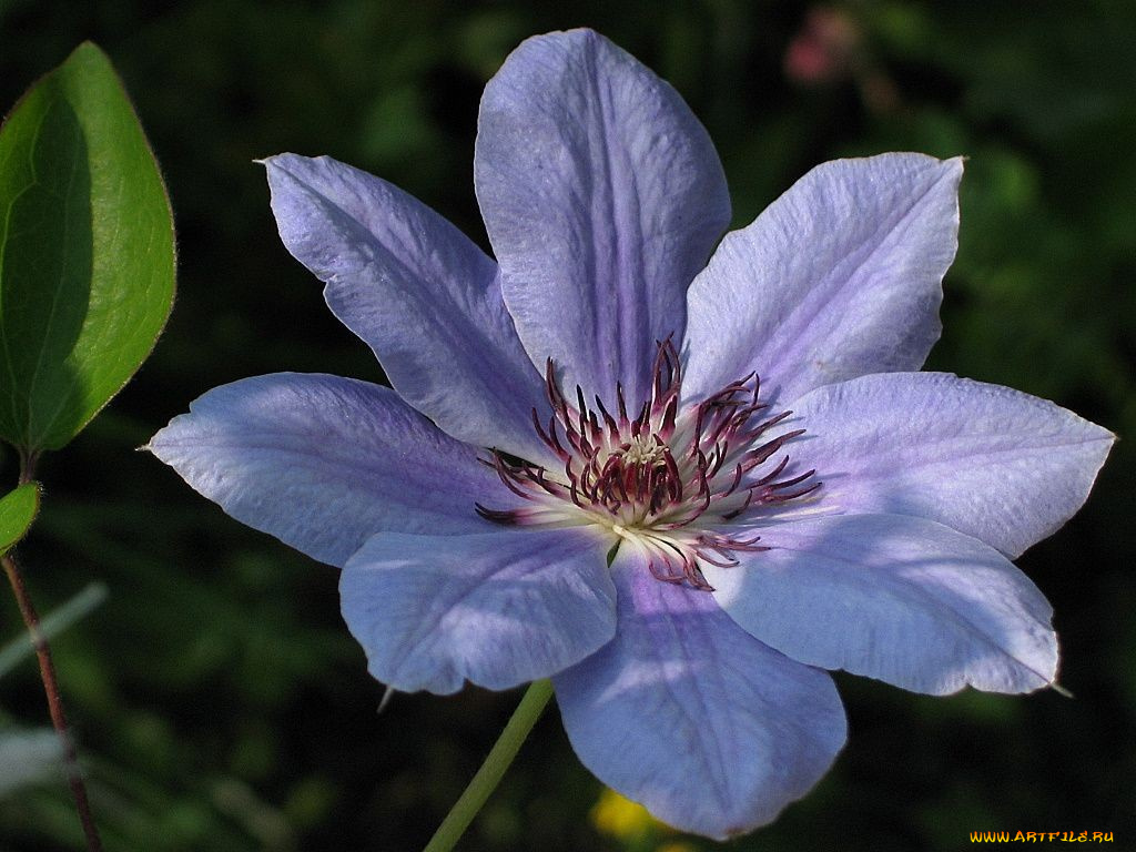 цветы, клематис, ломонос