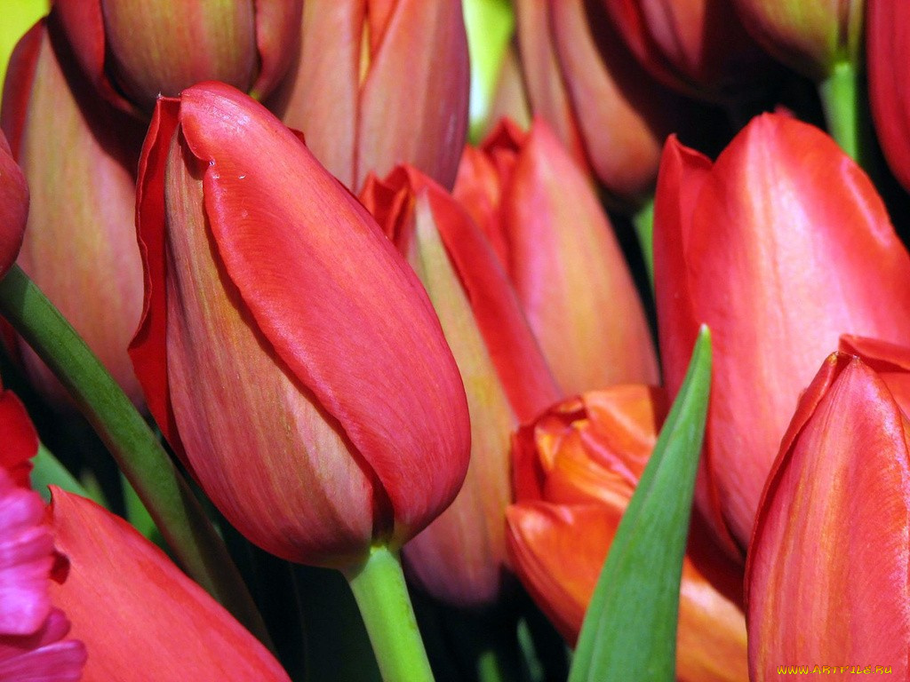 цветы, тюльпаны