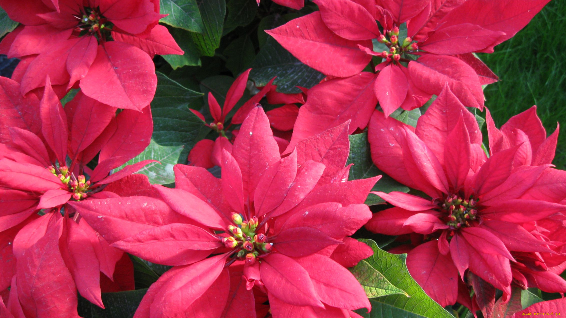 цветы, пуансеттия