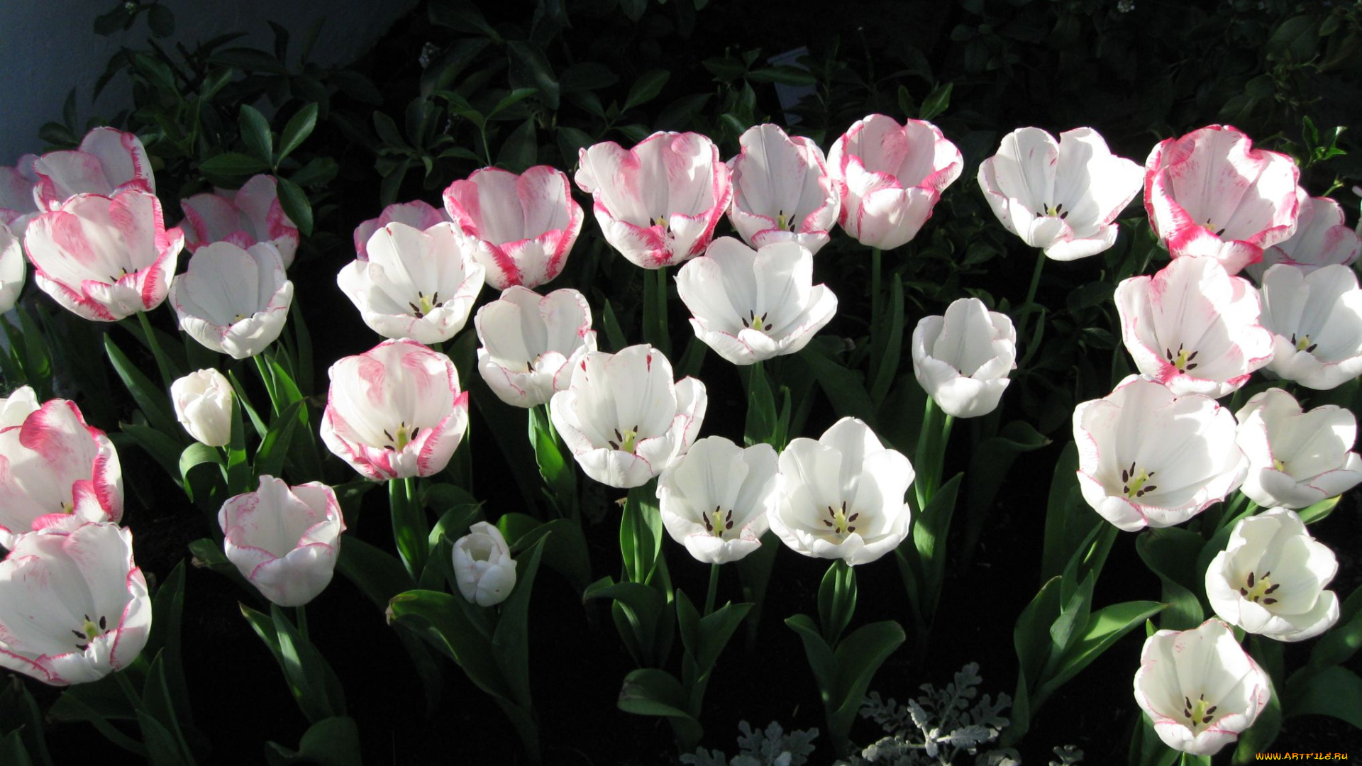 цветы, тюльпаны