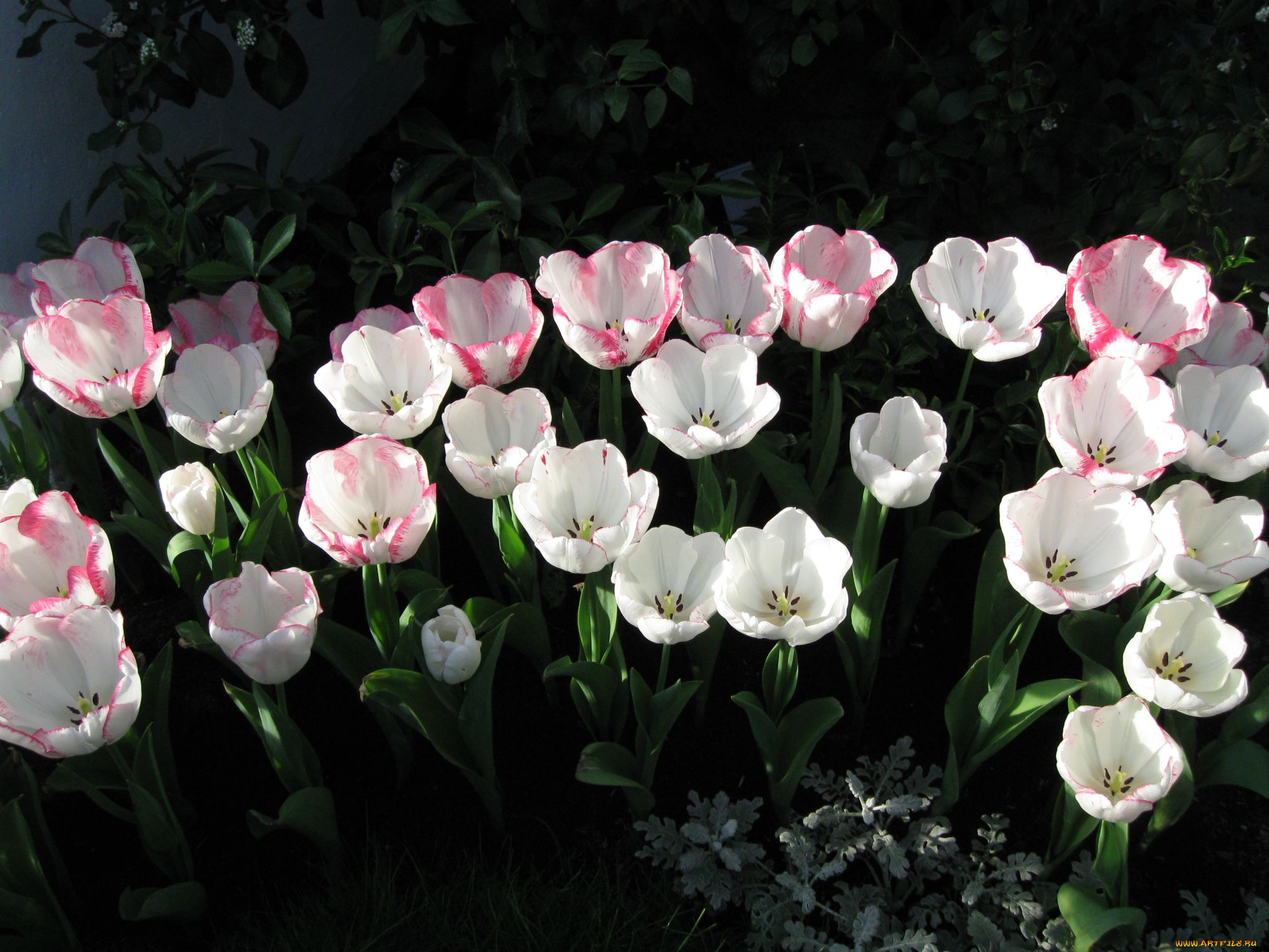 цветы, тюльпаны