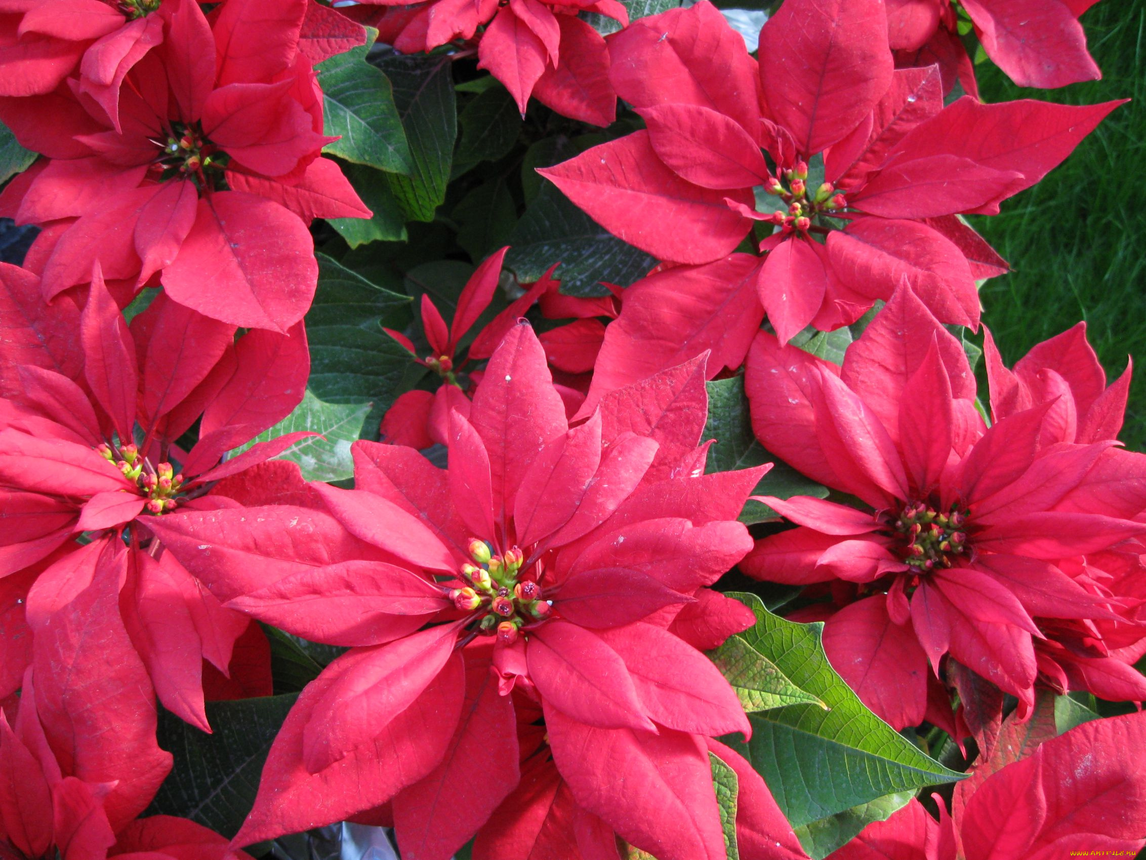 цветы, пуансеттия