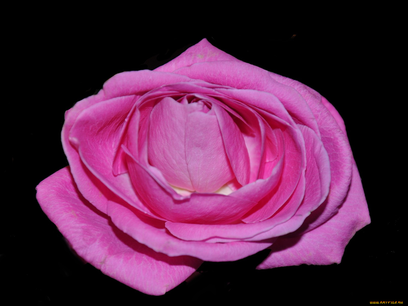 цветы, розы