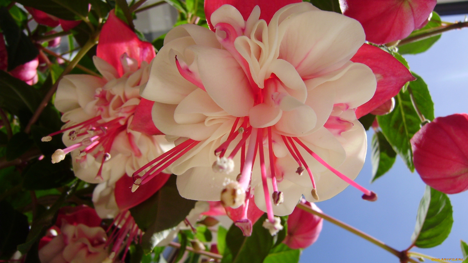 цветы, фуксия, бело-розовый