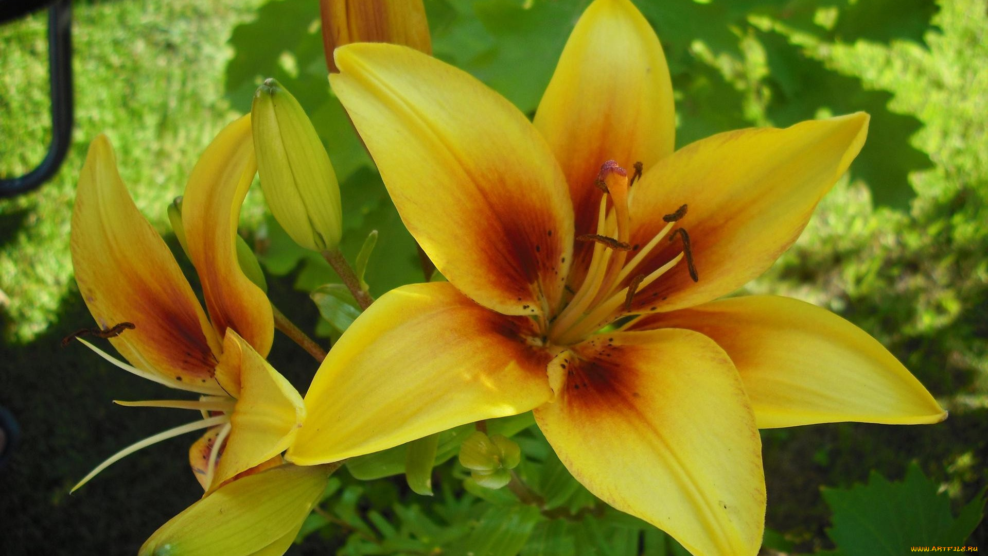 цветы, лилии, лилейники, желтый