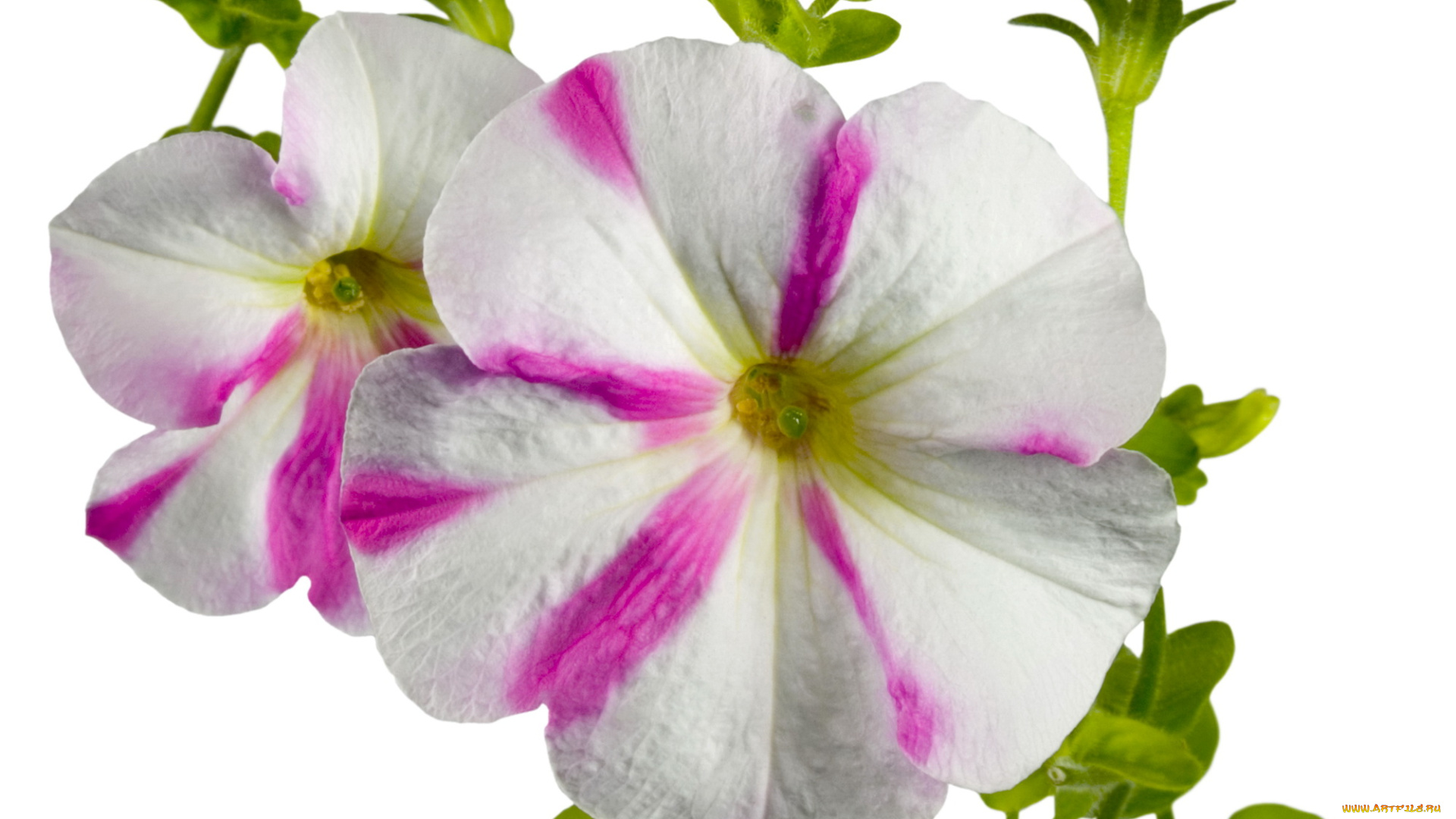 цветы, петунии, калибрахоа, бело-розовый, макро